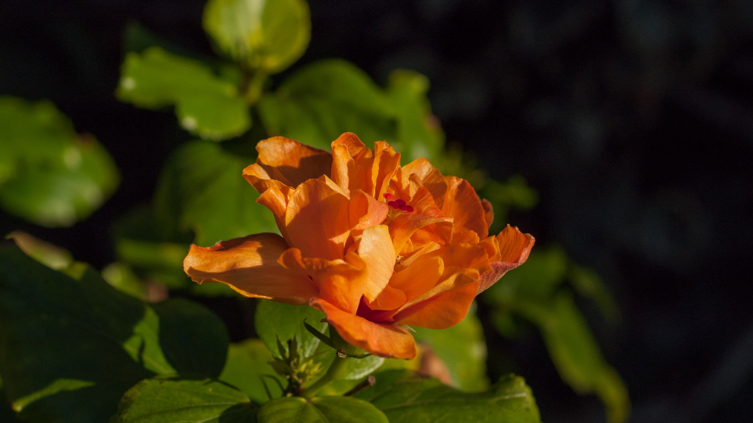 blooming, 1080P, sunny, stems, rose - flower, orange color, flower, orange, gardens, flower head, branches, plant, day, close-up, no people, growth, leafy, HD Wallpaper