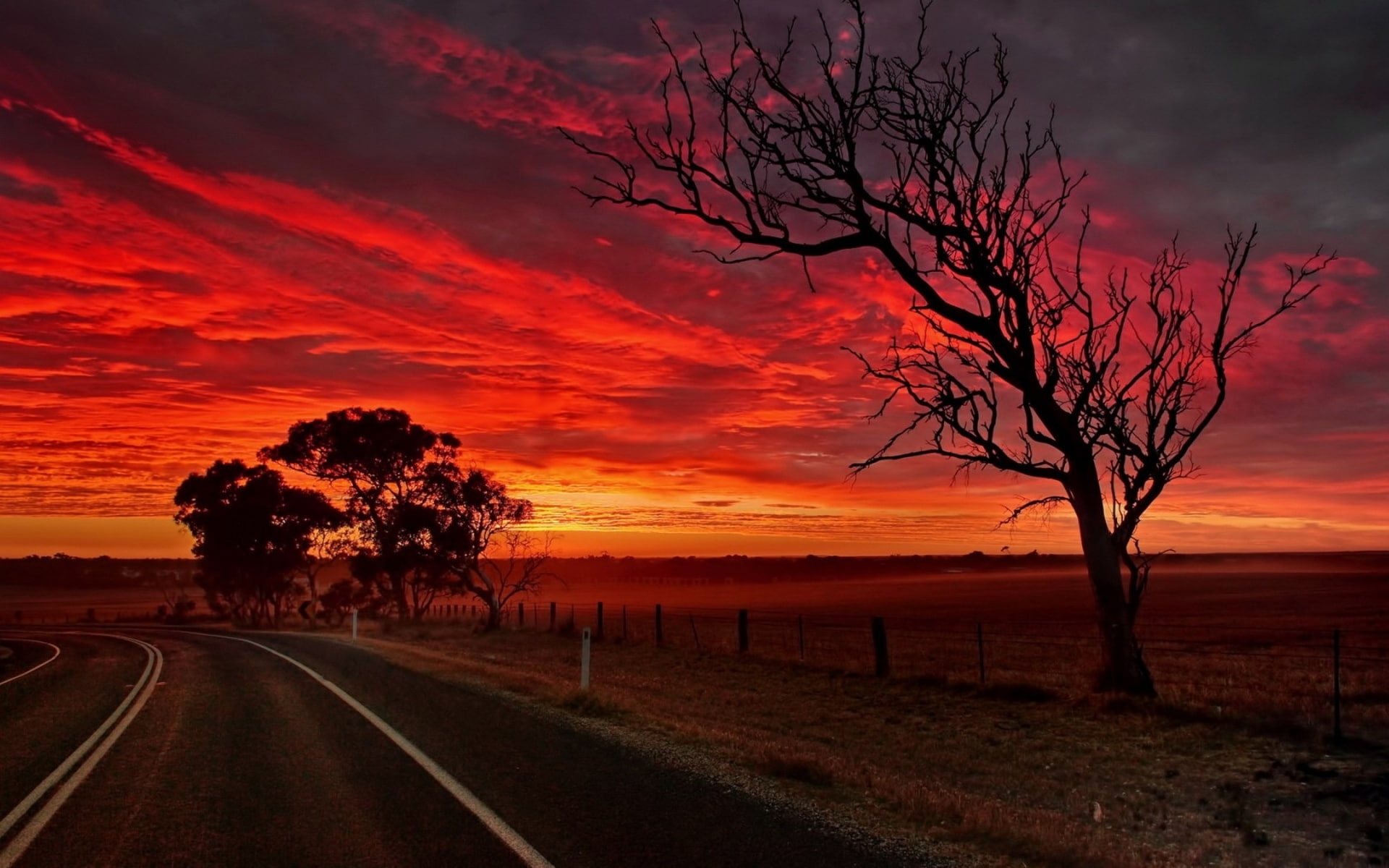 tree, 1080P, withered, silhouette, hd, photography, sunset, HD Wallpaper