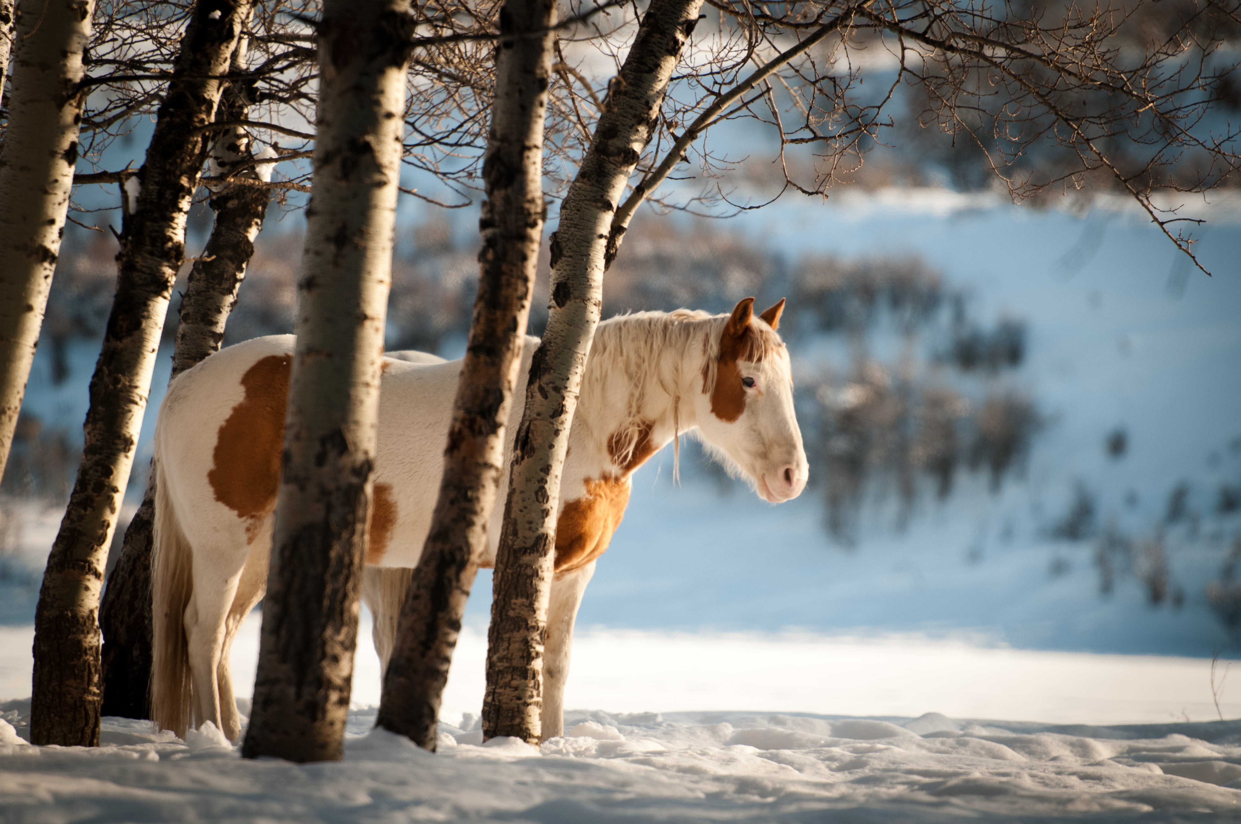 DSC, land, mammal, highwood, pony, nature, outdoors, winter, forest, snowy, hiding, horse, withered, bokeh, 4K, trees, sunset, snow, animal, HD Wallpaper