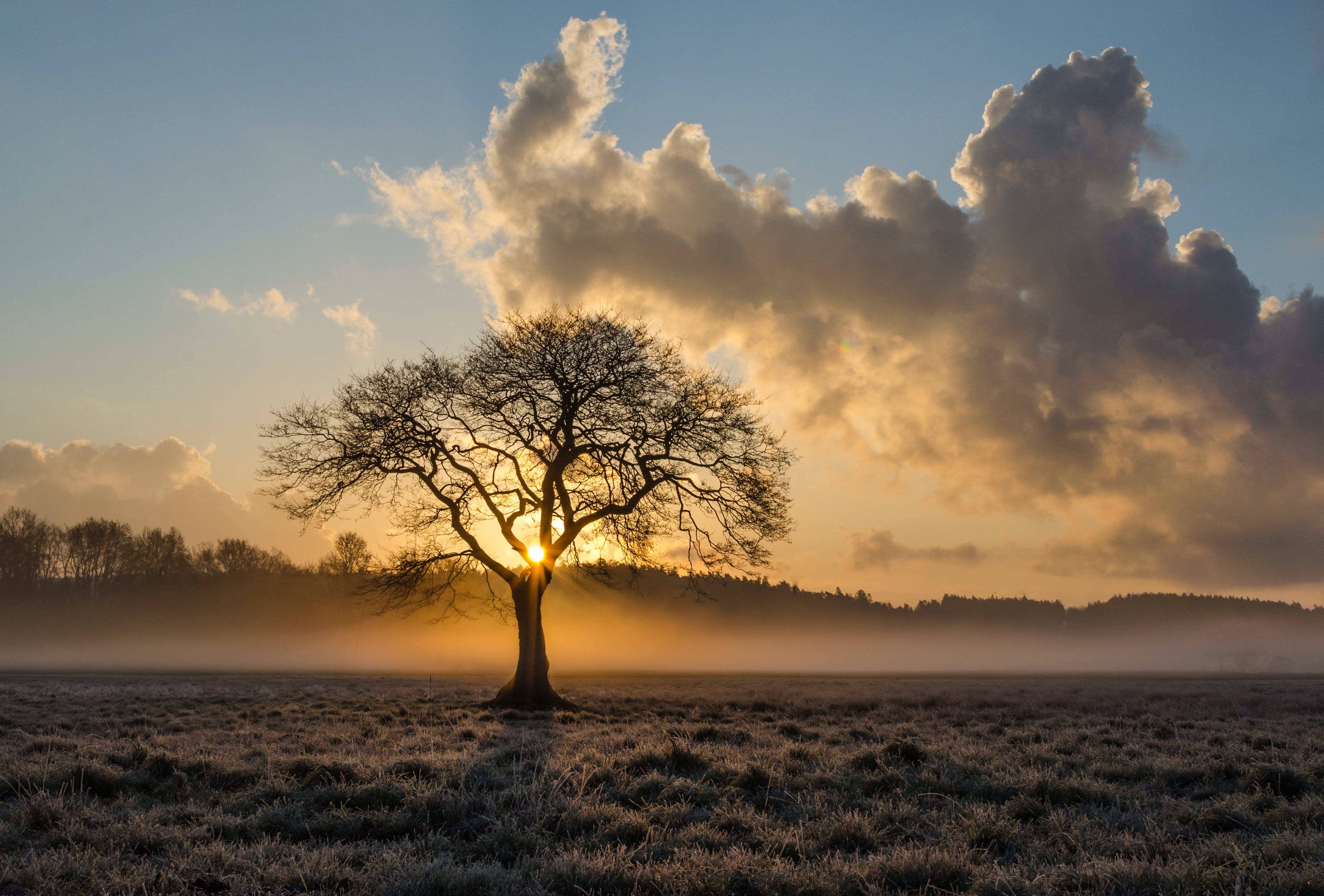 beauty, tree, silhouette, withered, 4K, environment, outdoors, scenics, fog, no people, landscape, lone tree, cloud - Sky, clouds, nature, bare tree, daytime, HD Wallpaper