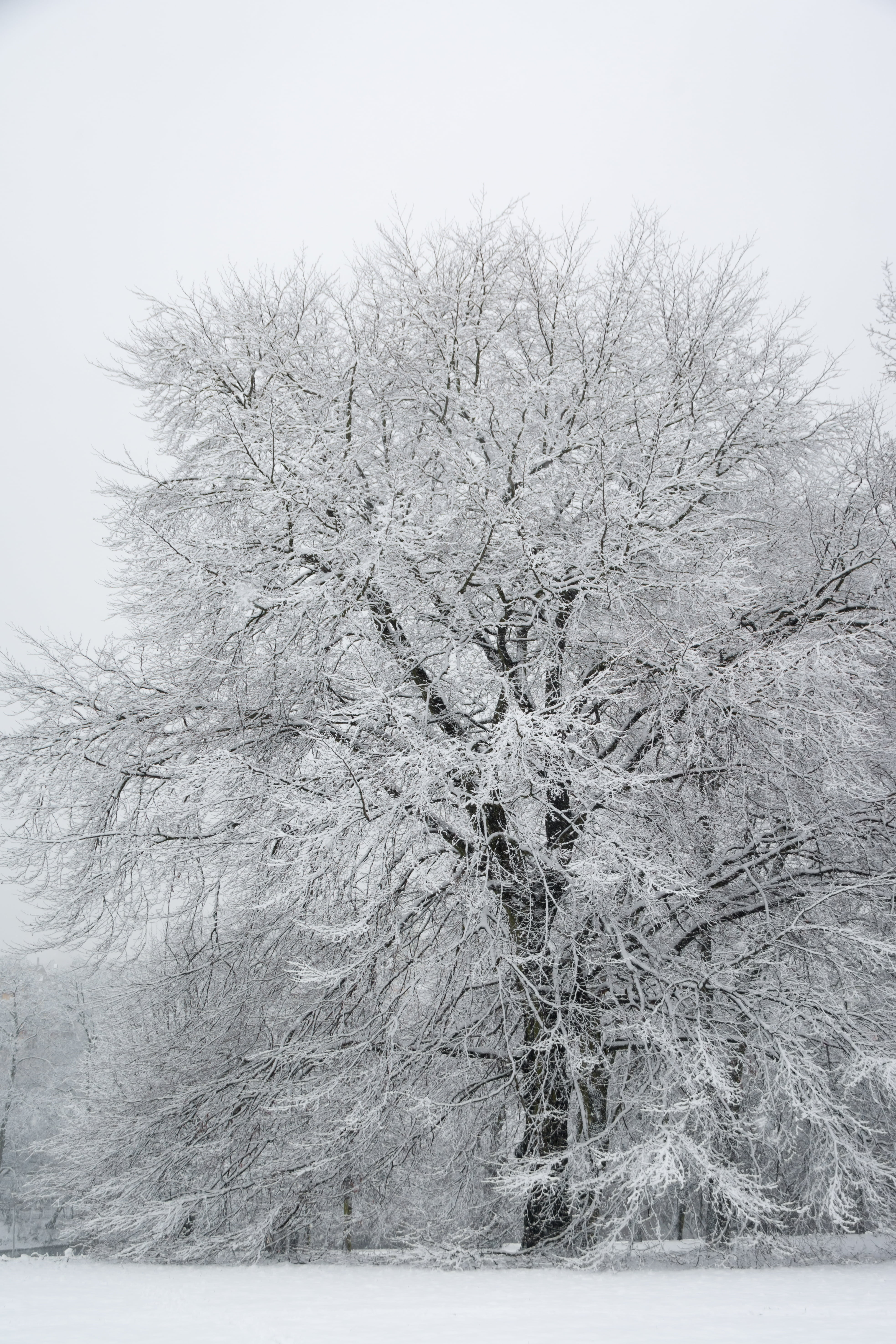 nature, covering, tree, season, road, non-Urban Scene, frozen, beauty in nature, weather, outdoors, tranquility, forest, cold, snow, snowing, cold temperature, Phone HD Wallpaper