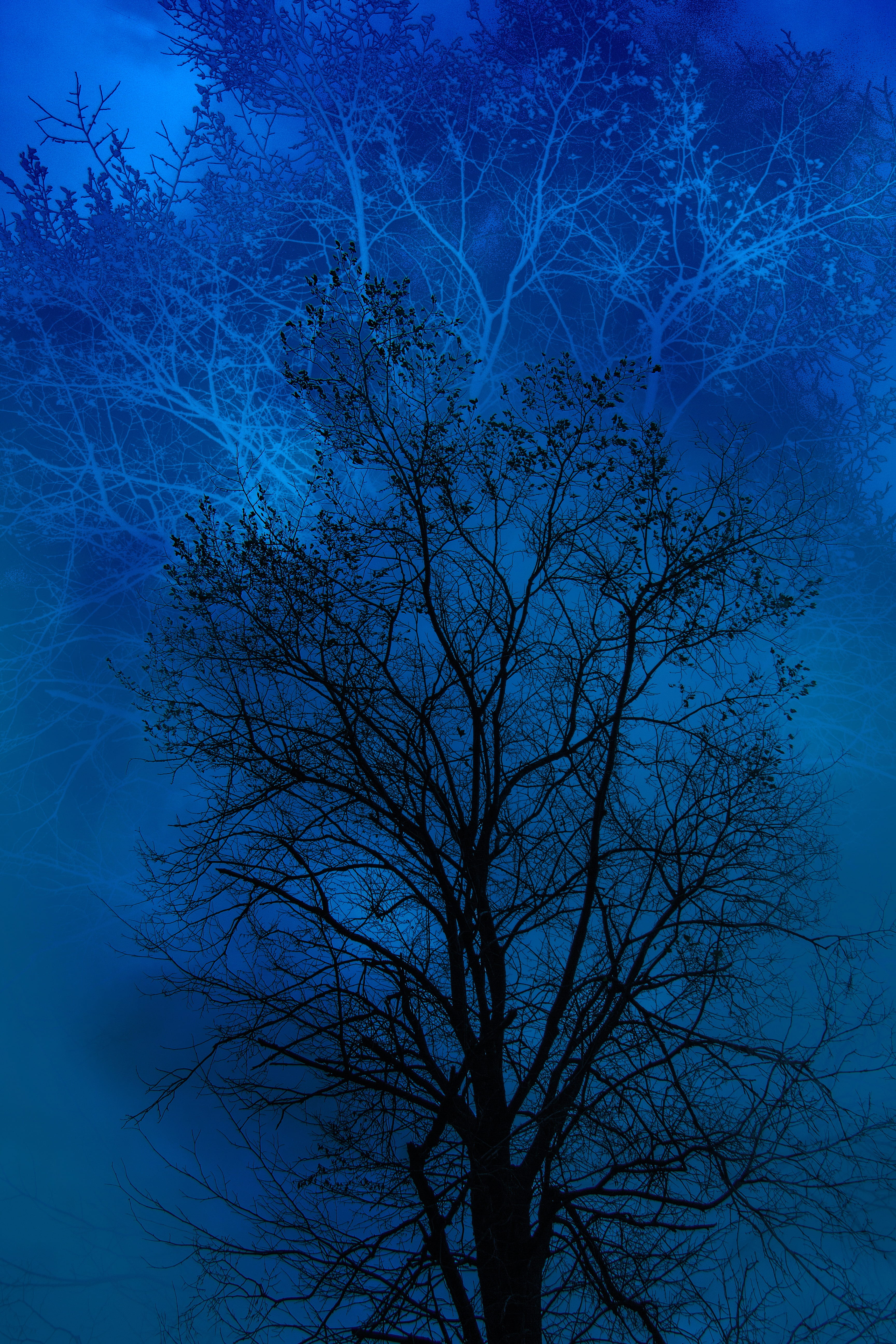 black, tree, moonlight, 5K, dusk, the gloom, bare tree, nature, silhouette, day, trunk, blue, scenics - nature, withered, plant, beauty in nature, gloominess, Phone HD Wallpaper