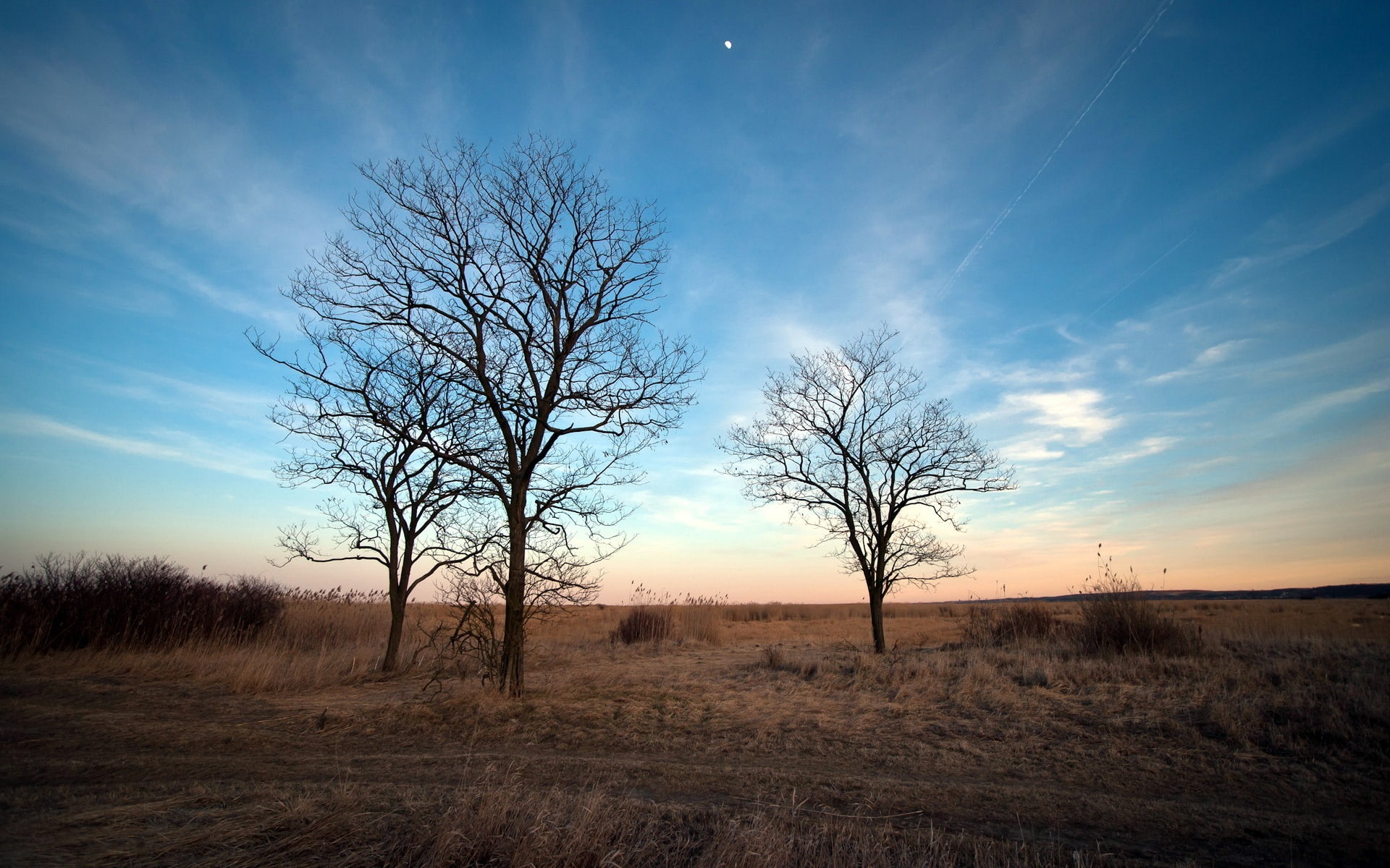 Trees, 1080P, Autumn, Withered, Bare, Dry, Grass, HD Wallpaper