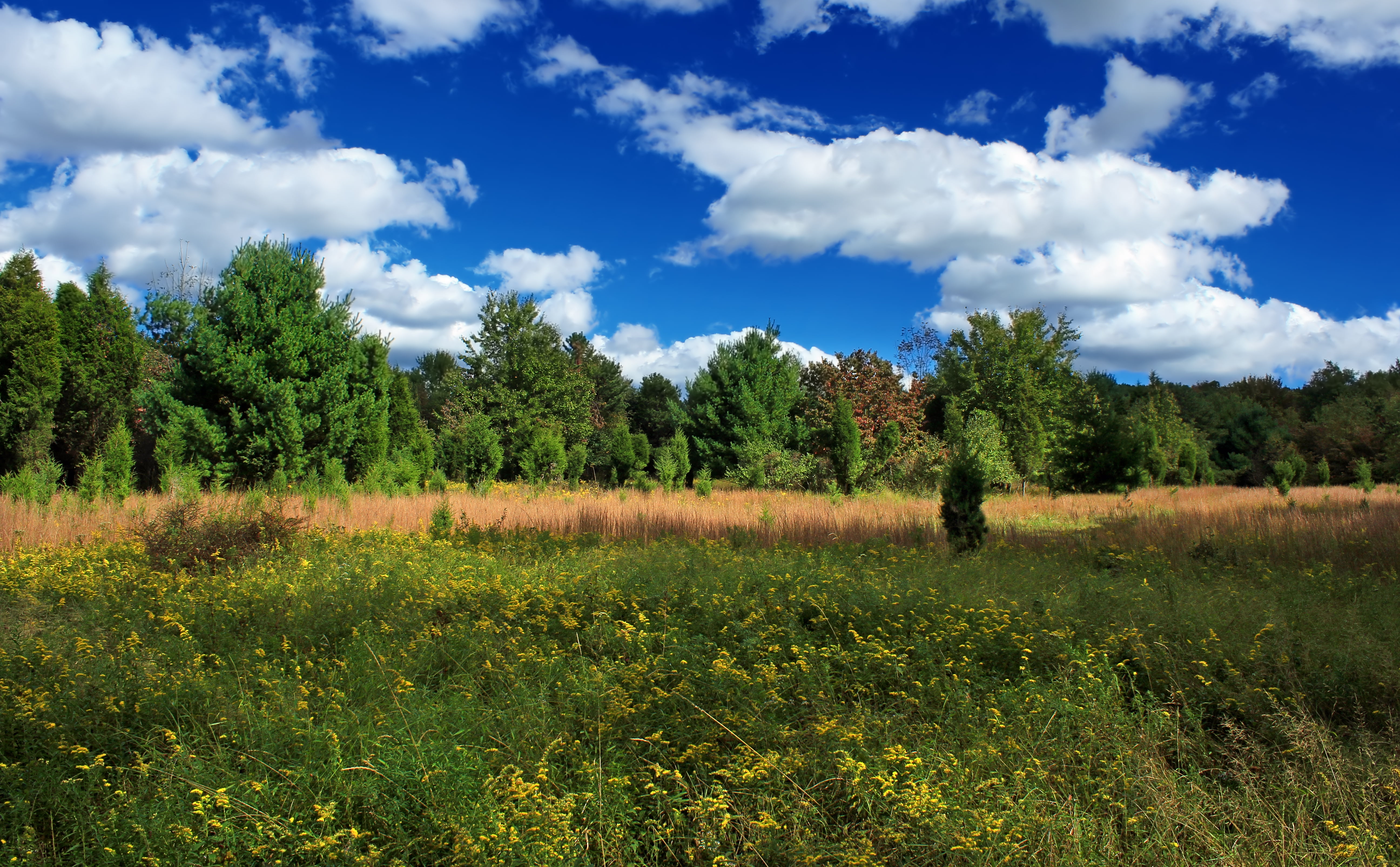 tree, clouds, shadows, Appalachian Mountains, scenics, grass, nature, withered, hiking, vegetation, Monroe County, landscape, Mountaintop, plants, wildflowers, HD Wallpaper