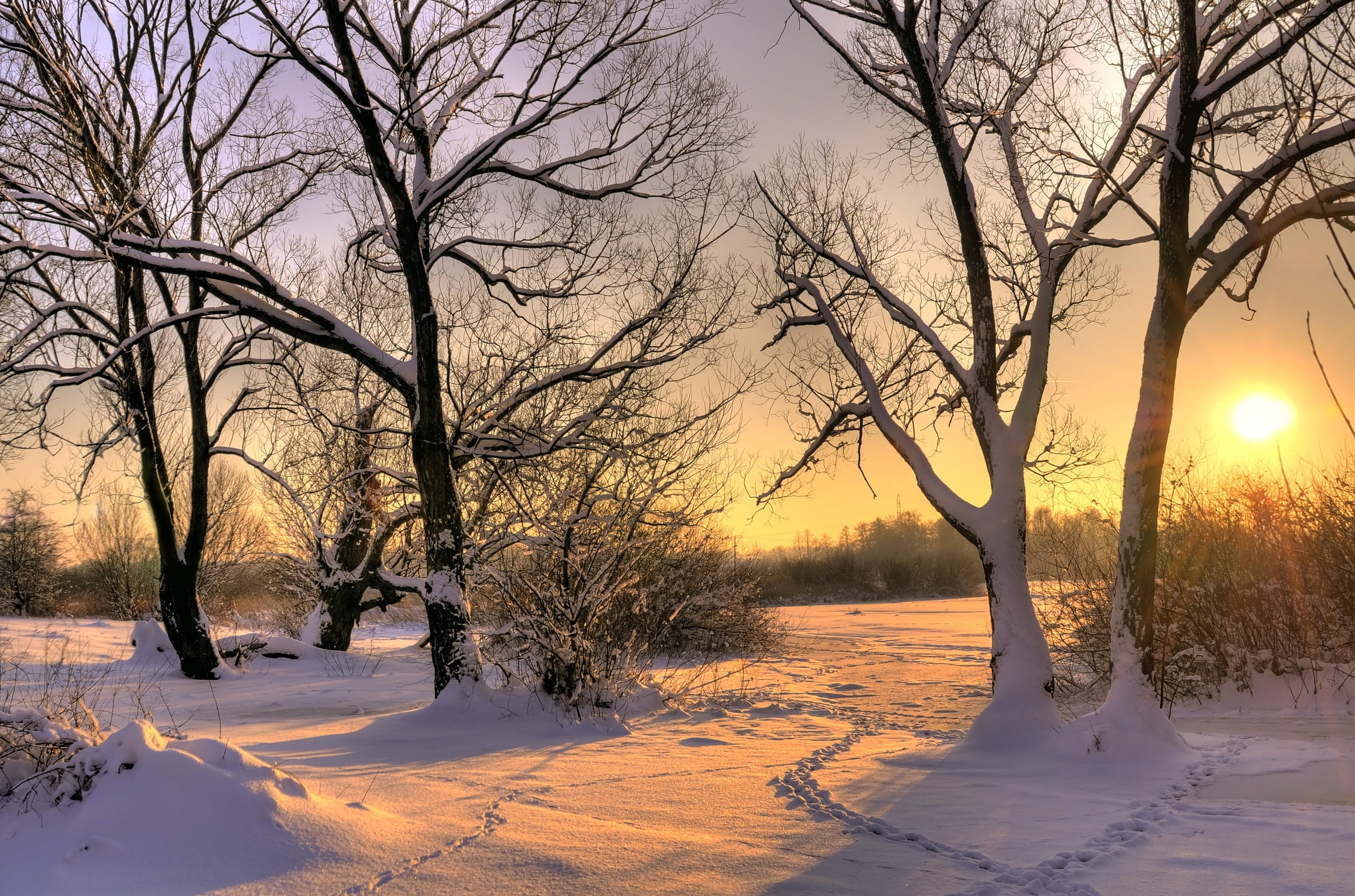 non-Urban Scene, weather, trees, ice, trunk, frost, bare tree, morning, cold - Temperature, sunrise - Dawn, traces, covering, white, woodland, no People, HD Wallpaper