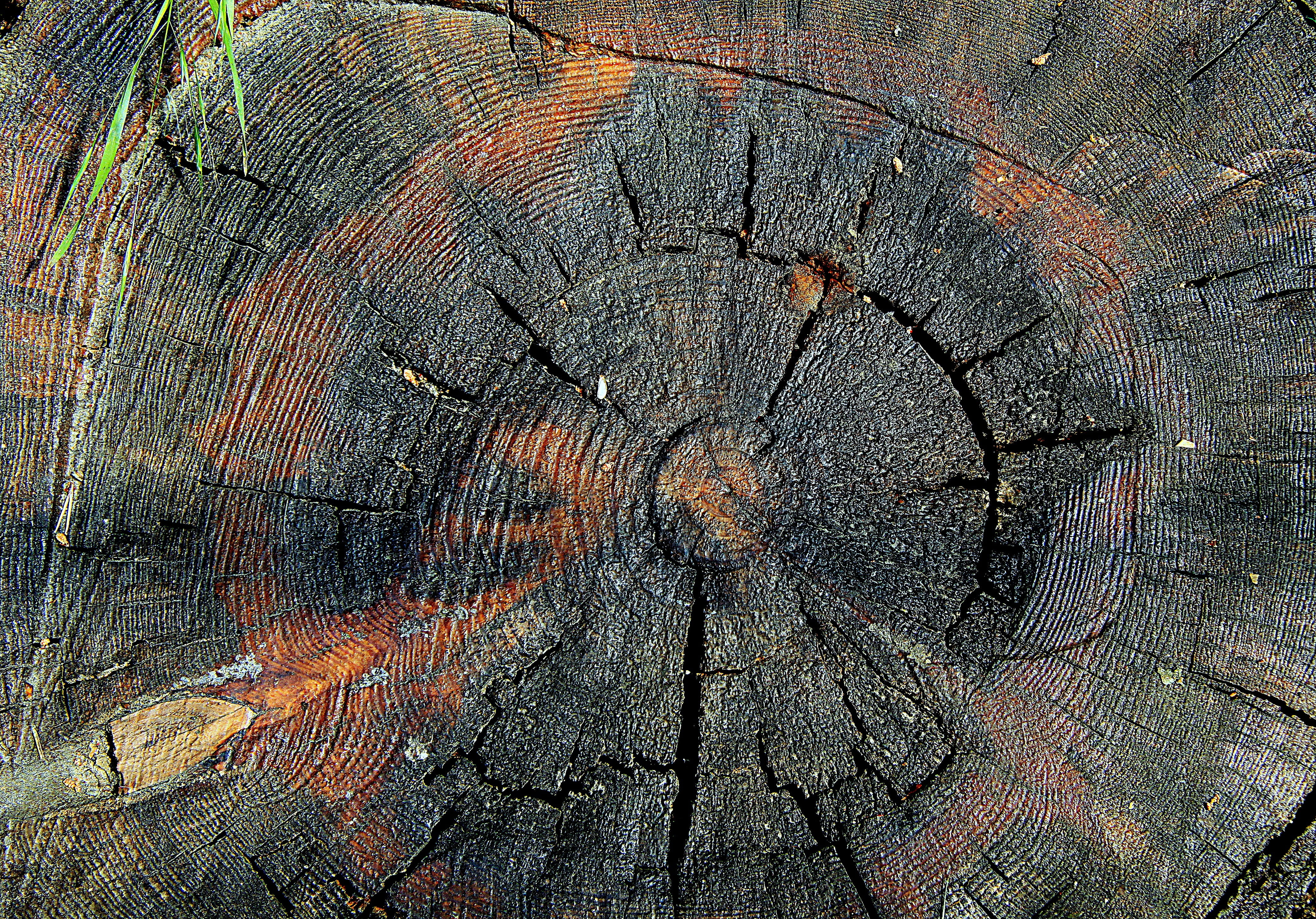 jars trunk, tree, full frame, cracked, forest, natural pattern, plant, day, close-up, wood - material, trunk, outdoors, rings of a tree, no people, pattern, HD Wallpaper