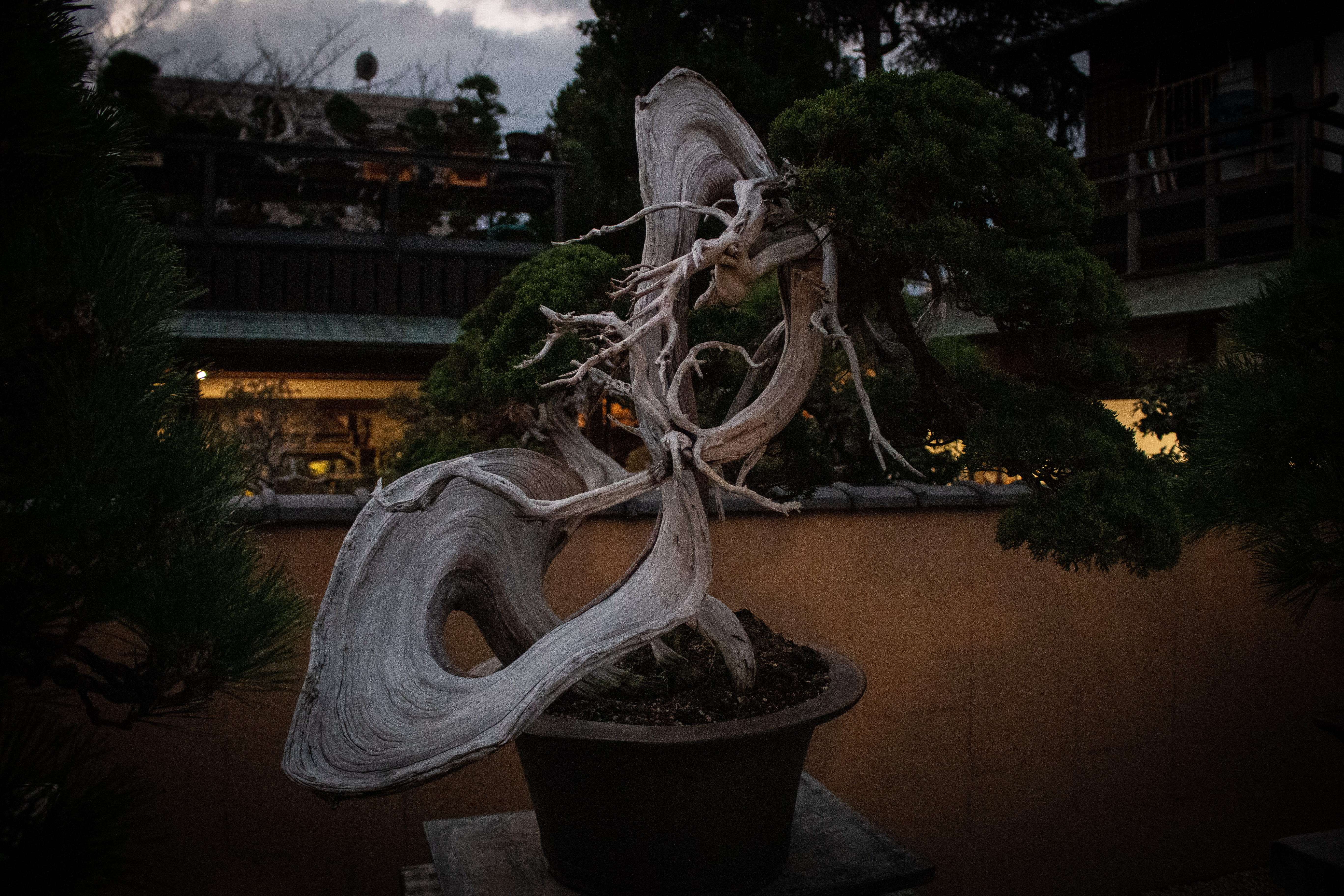 japan, built structure, conifer, craft, animal representation, sculpture, tree trunk, building, japanese, bonsai, pot, crypt, planter, outdoors, trees, HD Wallpaper