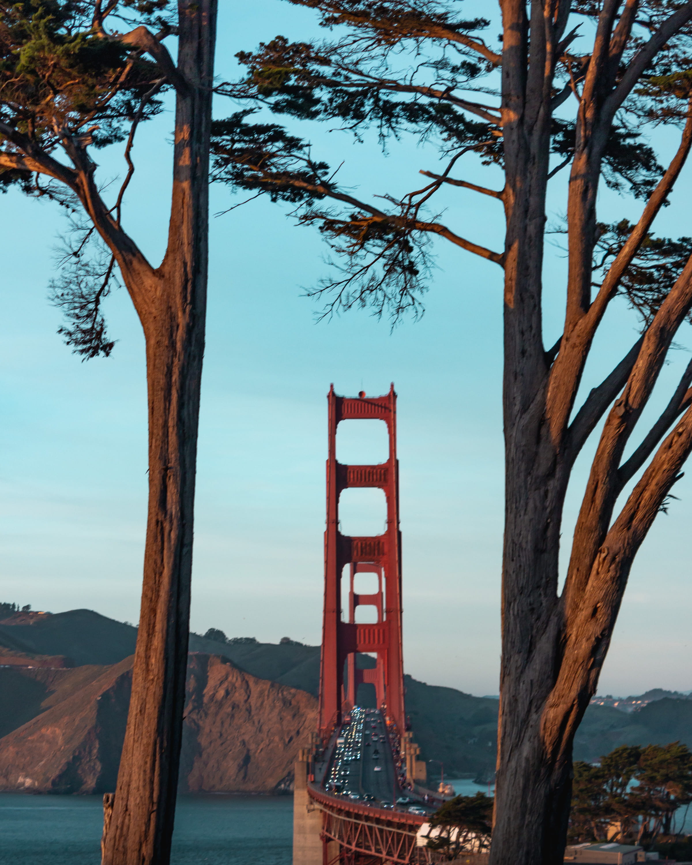 bridge, water, tree trunk, sea, vase, bay, machine, nature, plant, 2K, beauty in nature, wood, san francisco, architecture, suspension bridge, trees, trunk, Phone HD Wallpaper