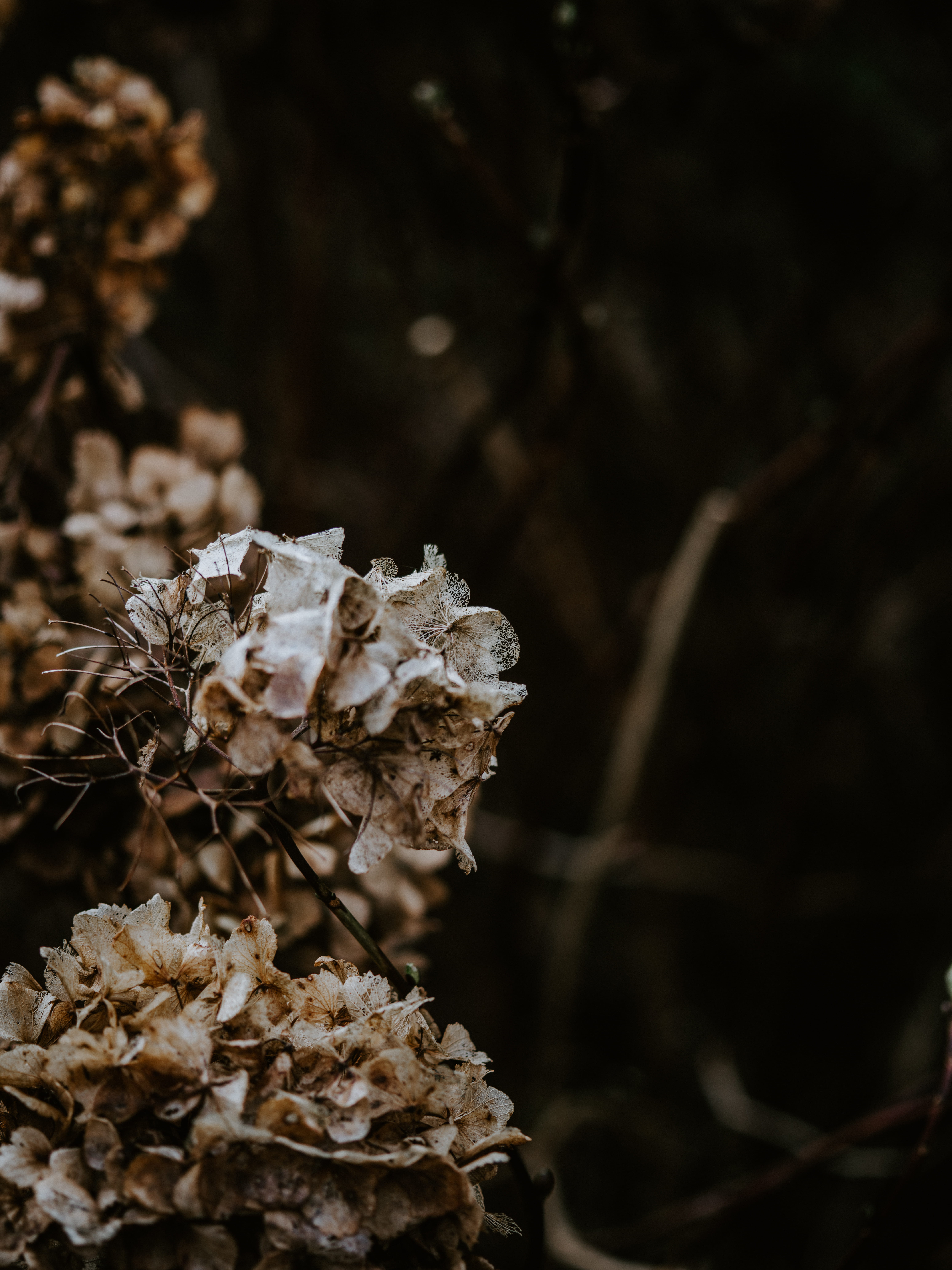 vulnerability, bonsai, tree trunk, close-up, day, potted plant, selective focus, fragility, land, plant, pottery, field, clothing, pollen, 8K, flowering plant, Phone HD Wallpaper