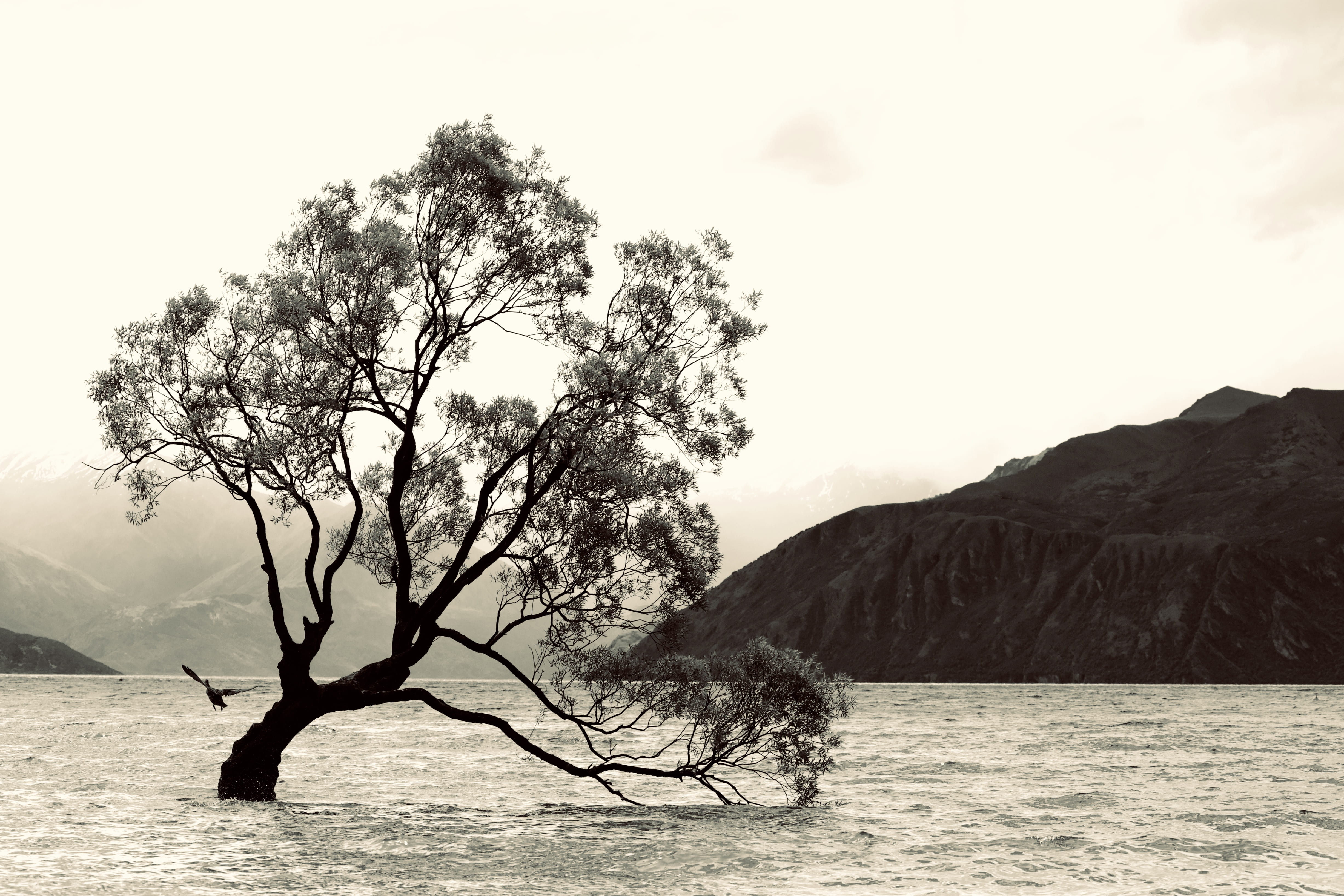 jar, branch, tree trunk, sky, flood, nature, mountain, bird, day, plant, waterfront, non-urban scene, water, tranquility, scenics - nature, outdoors, potted plant, HD Wallpaper