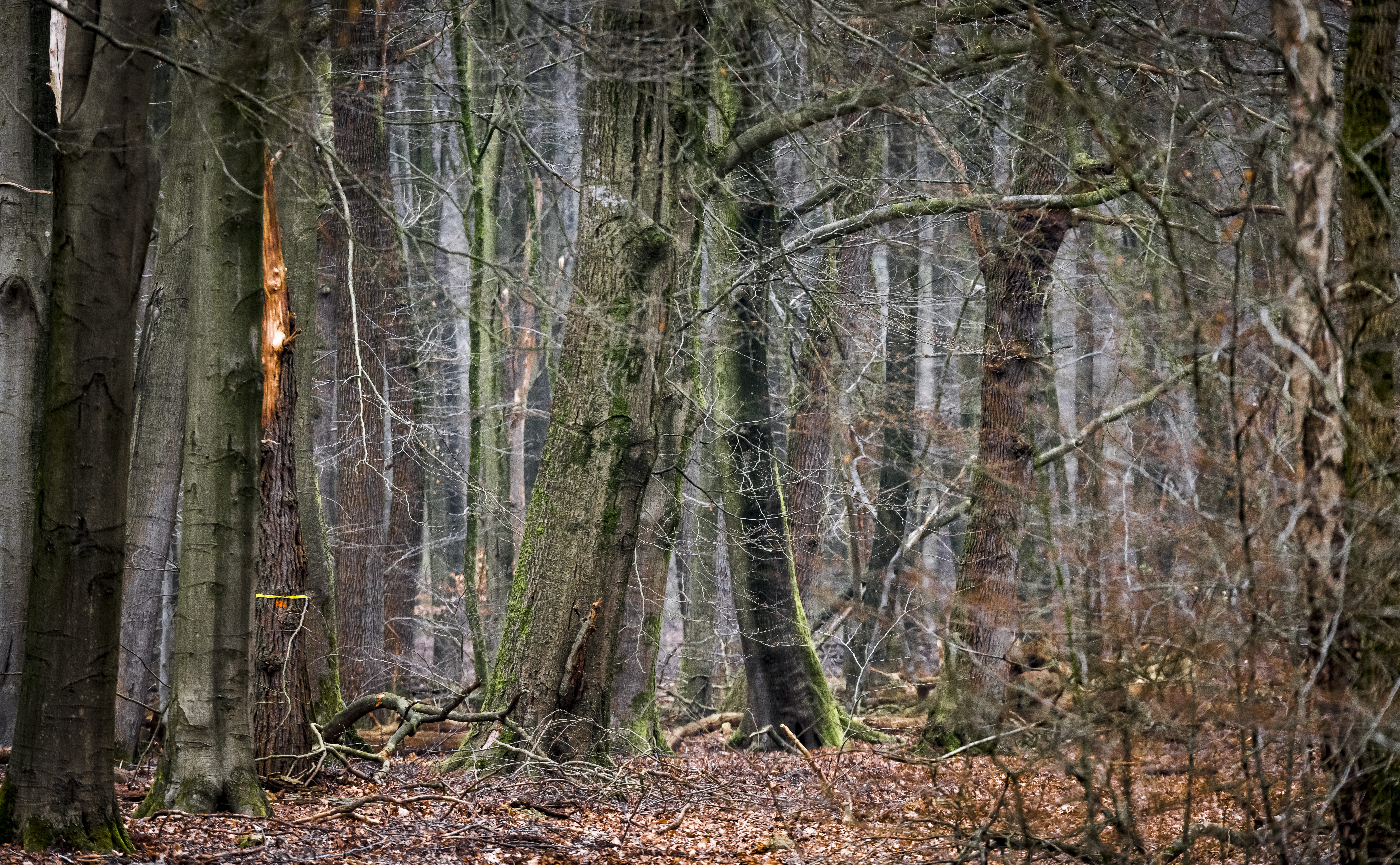 potted plant, 8K, wilderness, branch, pottery, woodland, scenics - nature, grove, beauty in nature, tree, ground, building, housing, tree trunk, jungle, HD Wallpaper