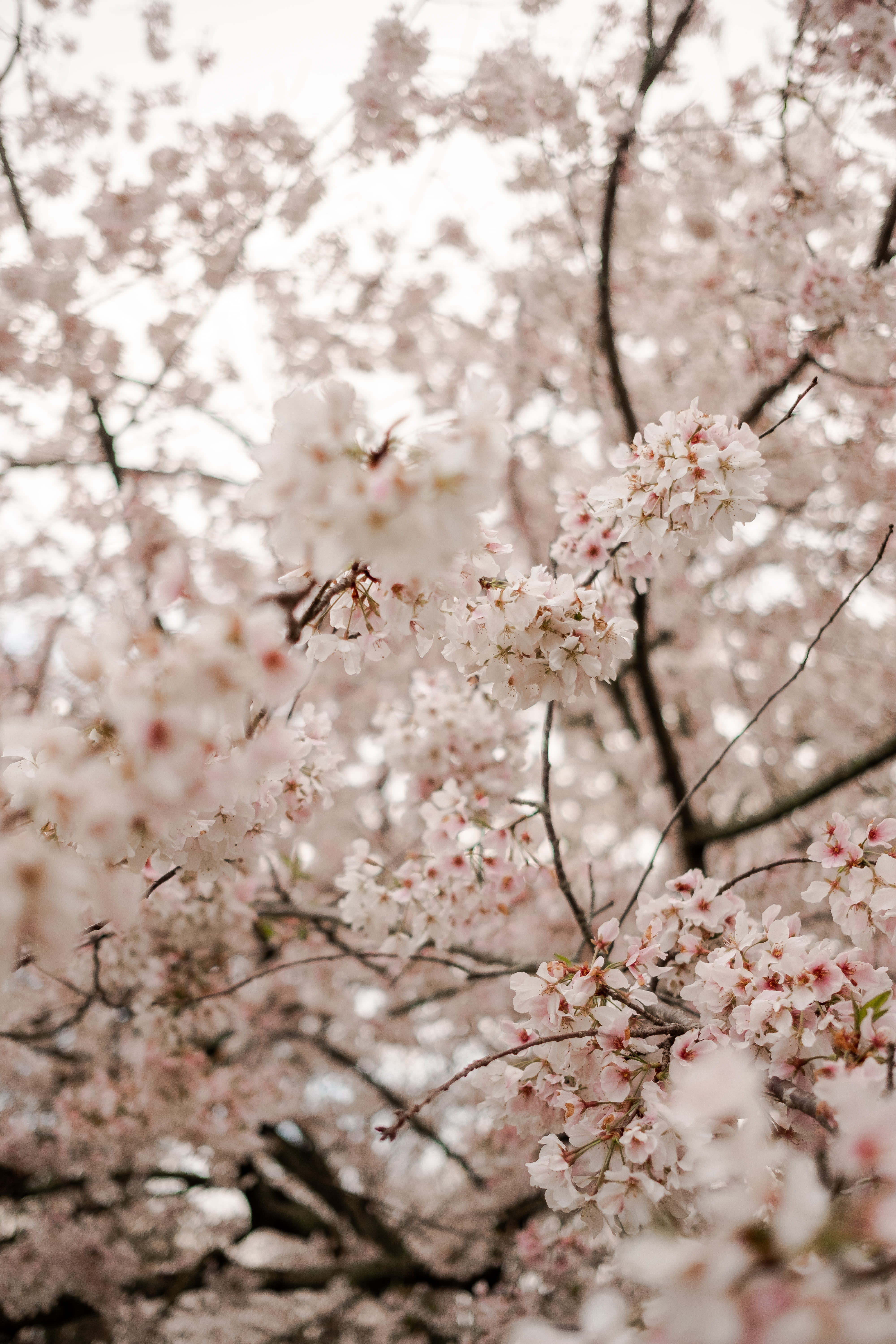 day, crocus, pollen, plant, tree trunk, jar, green tea, low angle view, growth, pink color, freshness, outdoors, no people, nature, beverage, blossom, flower head, Phone HD Wallpaper