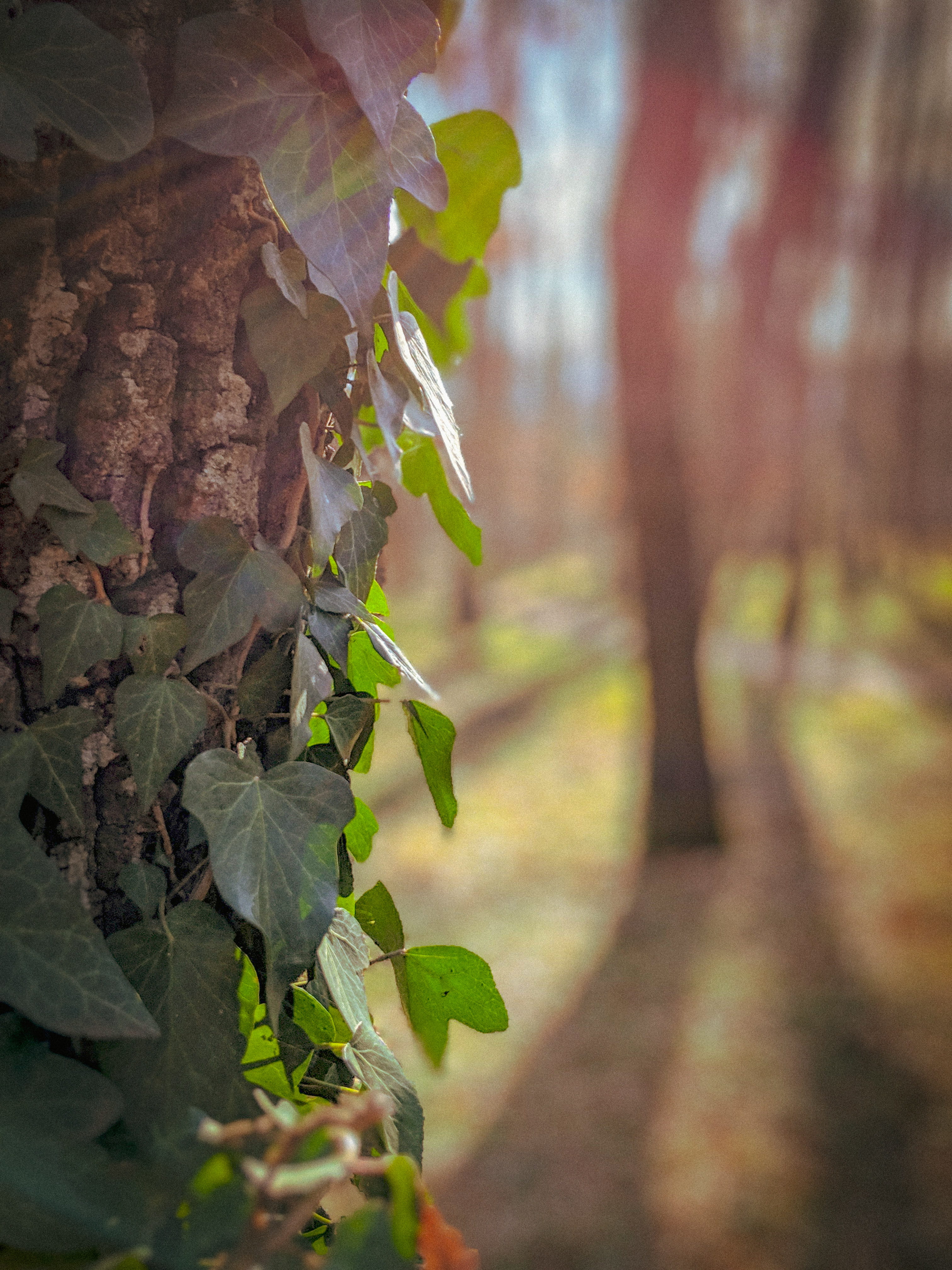 growth, herbs, light, potted plant, trunk, beauty in nature, ivy, no people, vine, vase, selective focus, landscape, pottery, handrail, algae, green color, Phone HD Wallpaper