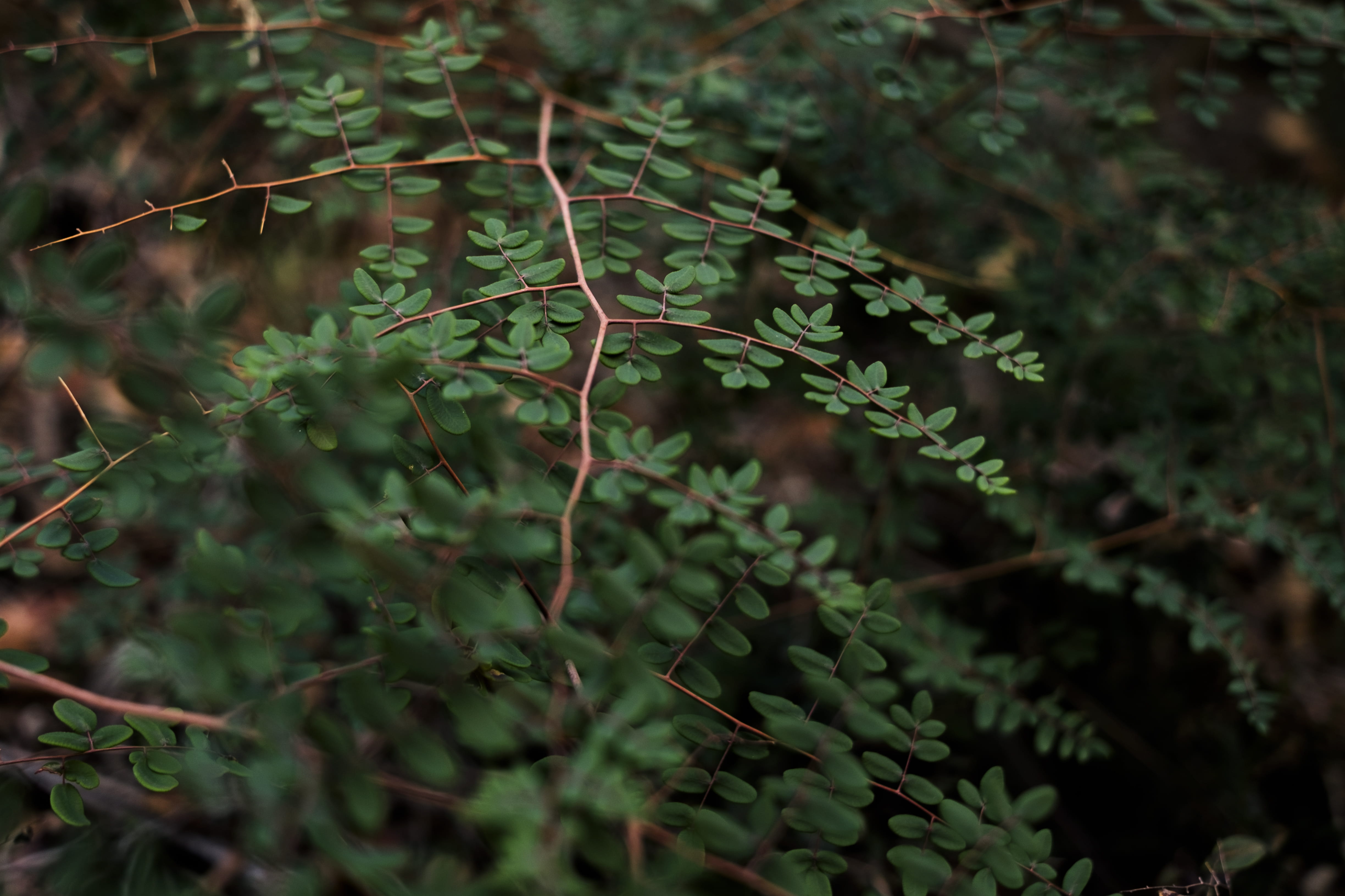 4K, animal, plant, branch, green, tree trunk, land, vase, planter, moss, fern, growth, focus on foreground, nature, selective focus, potted plant, high angle view, HD Wallpaper