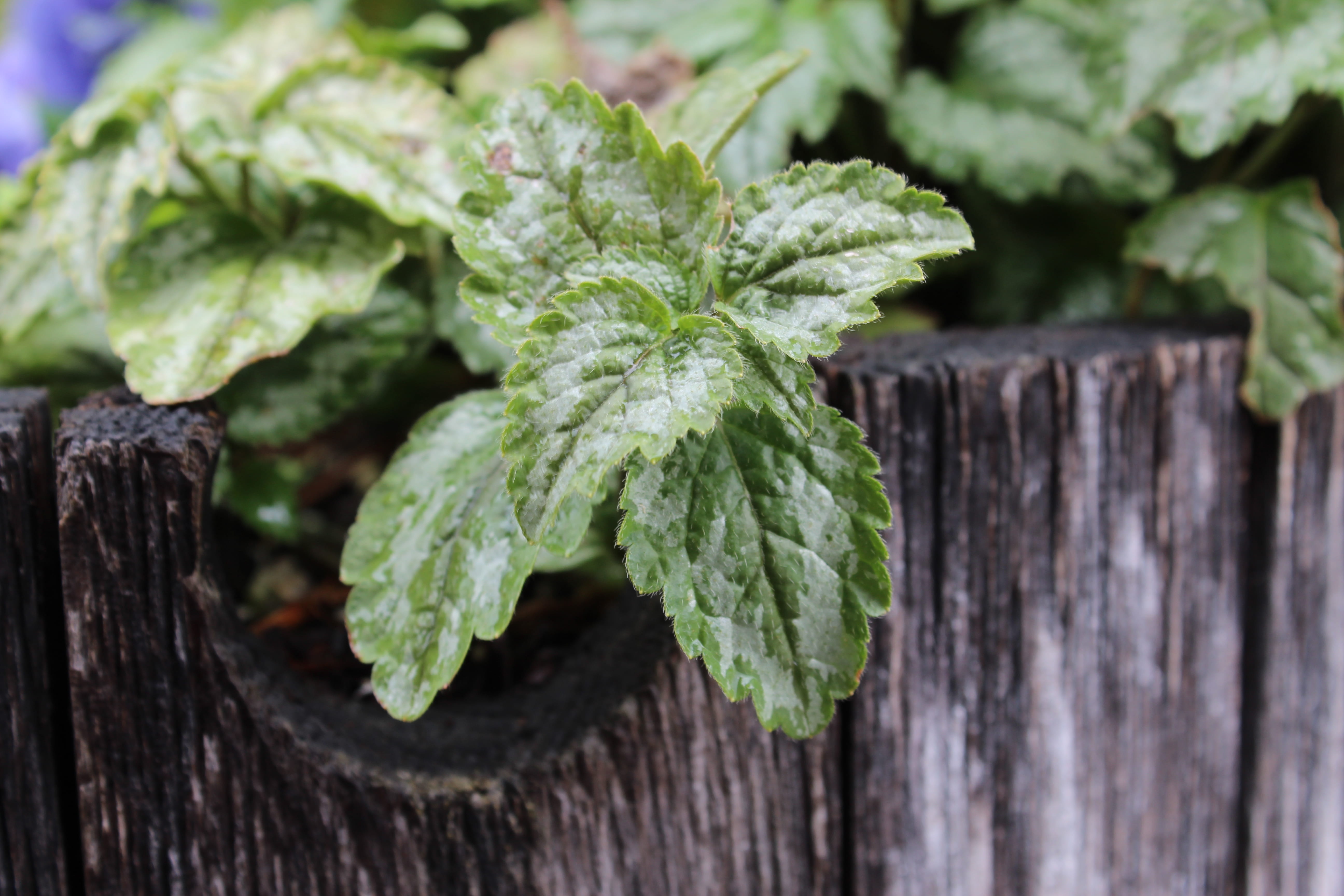 focus on foreground, outdoors, nature, jungle, growth, tree trunk, day, mint, wood - material, land, wellbeing, raw food, ice, plant, herbal, no people, HD Wallpaper