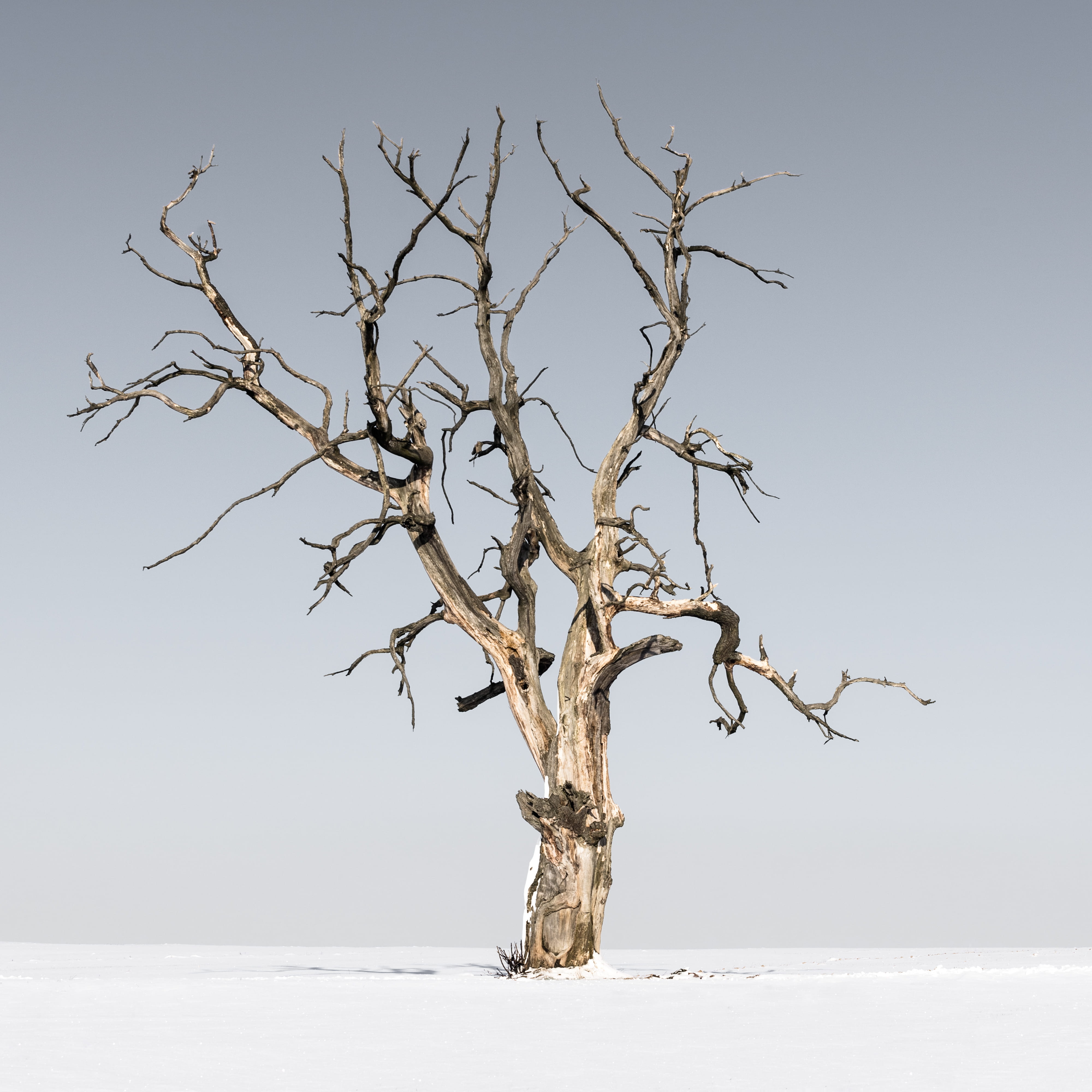tree trunk, trunk, abies, vase, winter, moss, covering, bare tree, sky, ground, fir, 4K, cold temperature, wood, animal, dead plant, bird, branch, nature, Phone HD Wallpaper