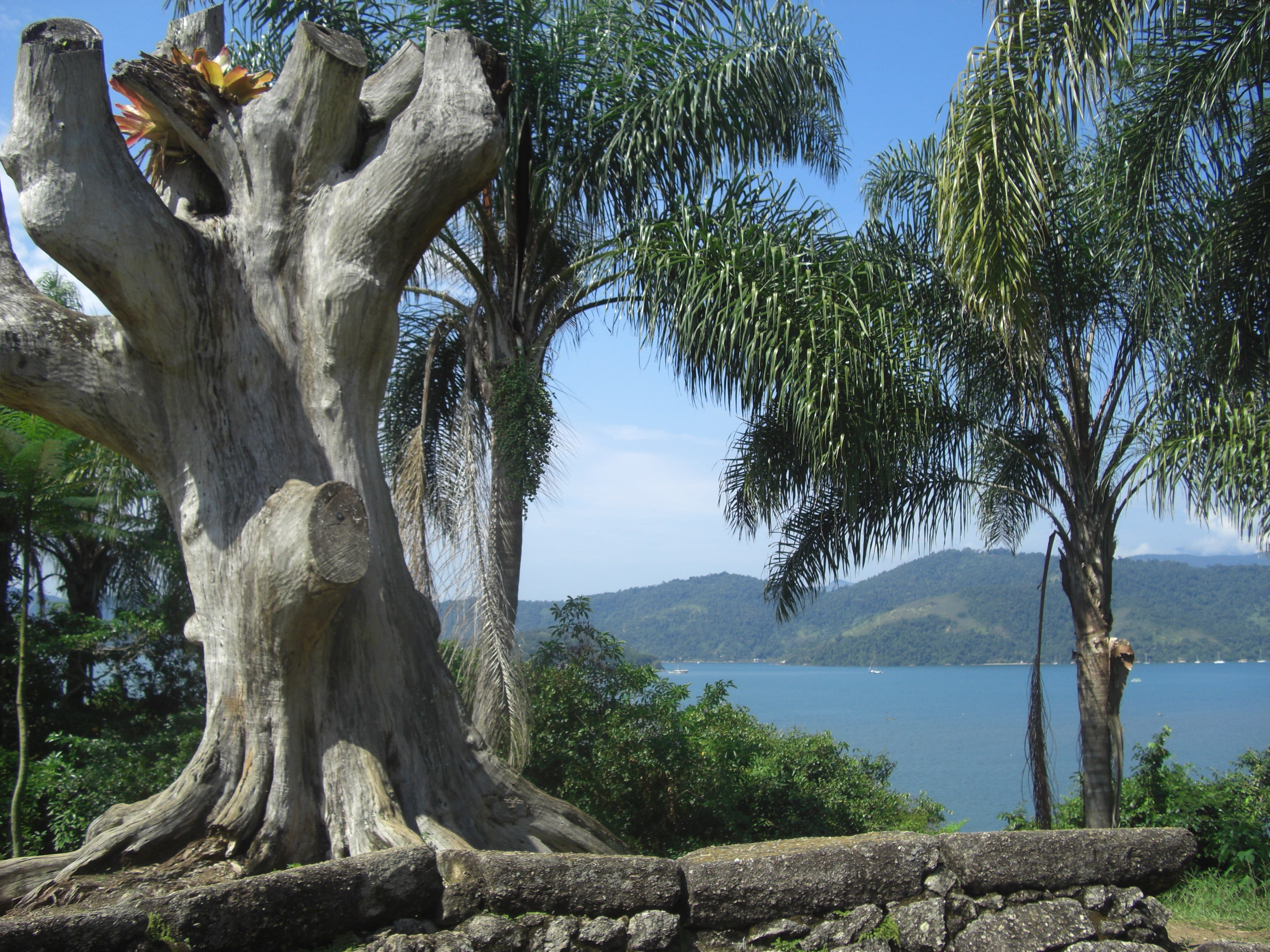 sunlight, bonsai, trunk, tranquility, tree trunk, brazil, land, no people, branch, paraty, mountain, tree, plant, vase, tree stump, summer, nature, paraty bay, HD Wallpaper