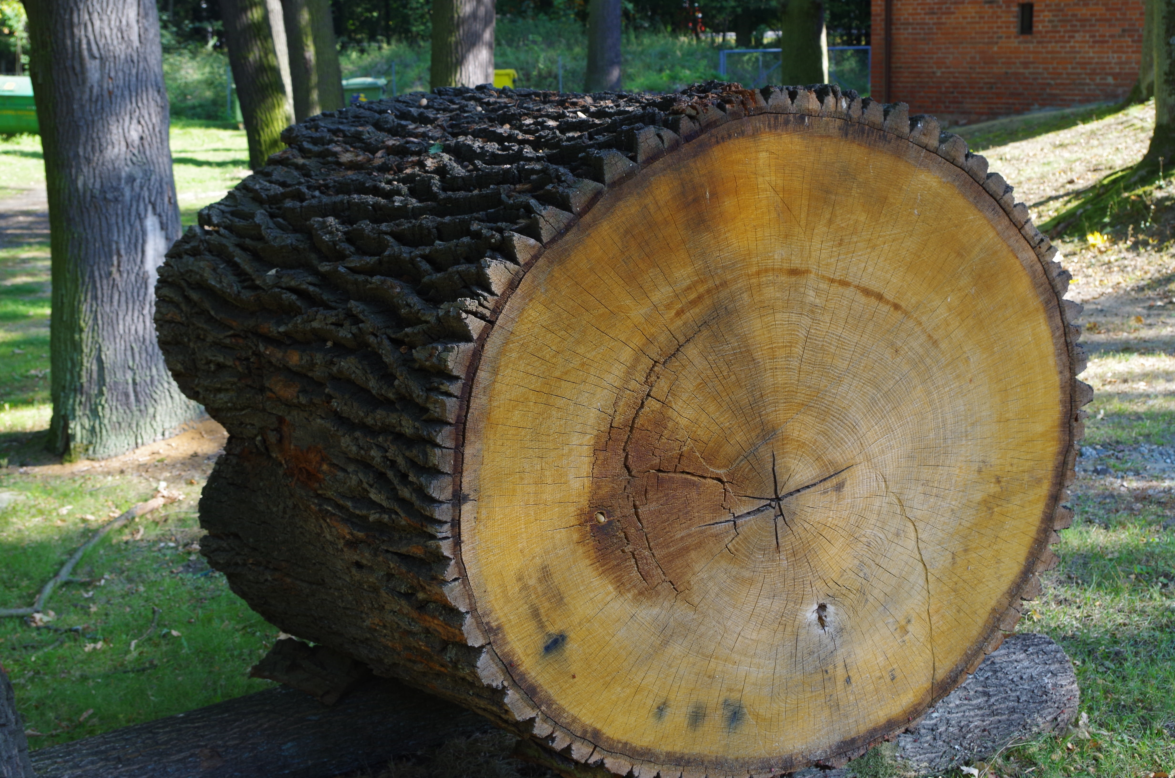 deforestation, wood, plant, geometric shape, tree stump, circle, nature, no people, cross section of the trunk, timber, trunk, tree trunk, jars, log, shape, HD Wallpaper