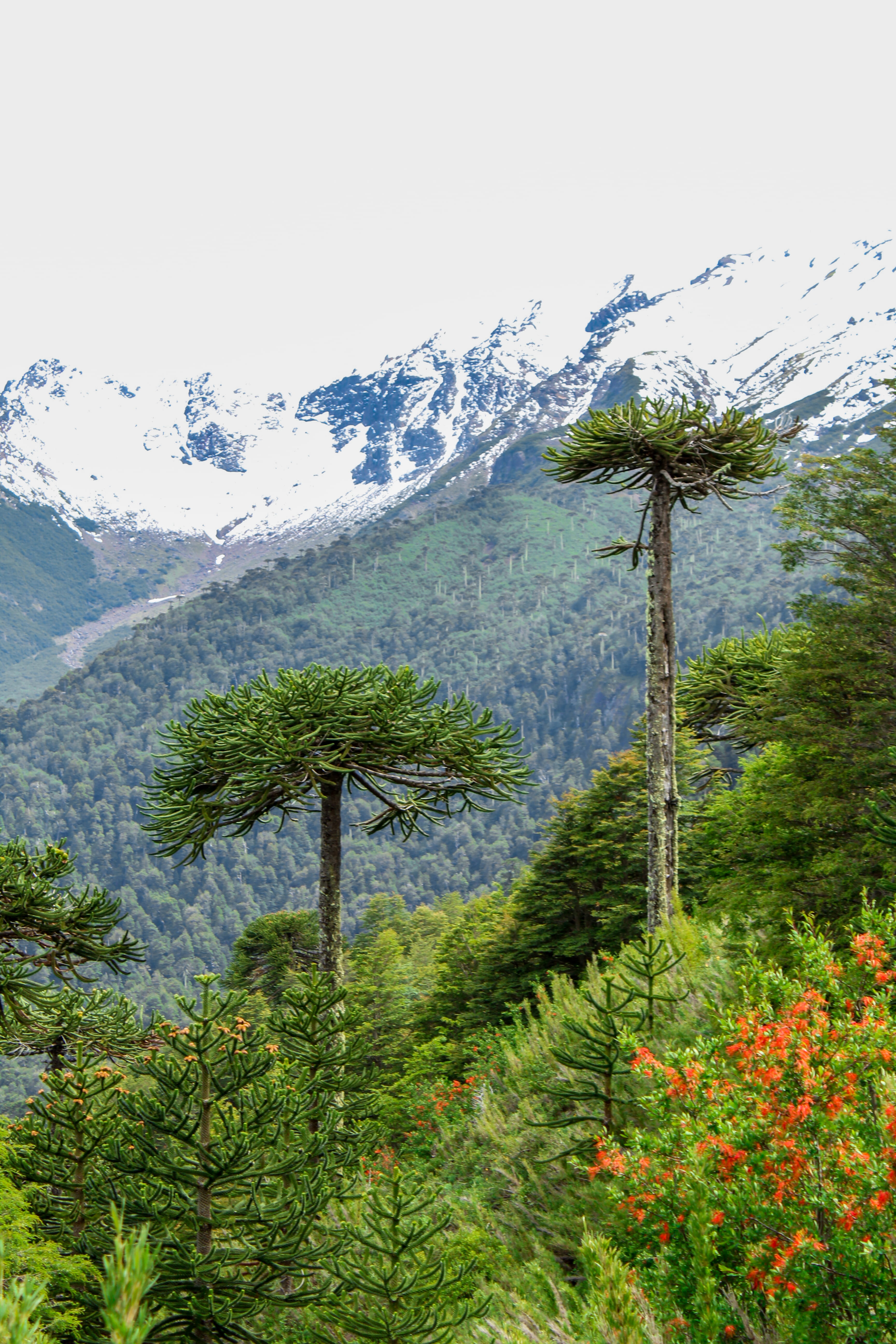 coniferous tree, pine, pine tree, no people, mountain range, tree trunk, larch, scenery, ice, snowcapped mountain, green color, peak, jar, growth, scenics - nature, Phone HD Wallpaper