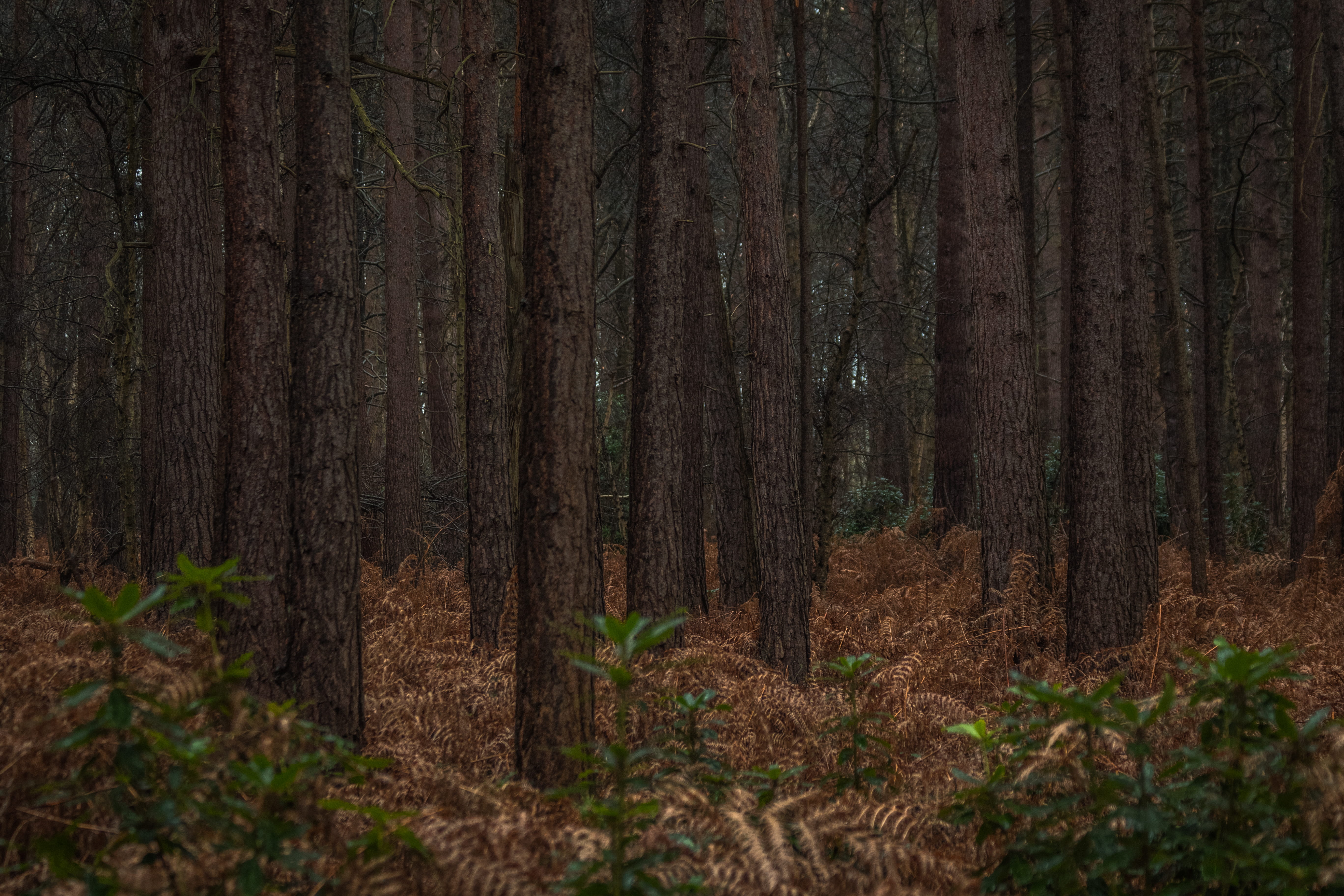 jar, landscape, focus, redwood, trunk, spoke, temple, nature, shrine, fern, 5K, no people, tranquil scene, photography, herbs, pine woodland, non-urban scene, HD Wallpaper