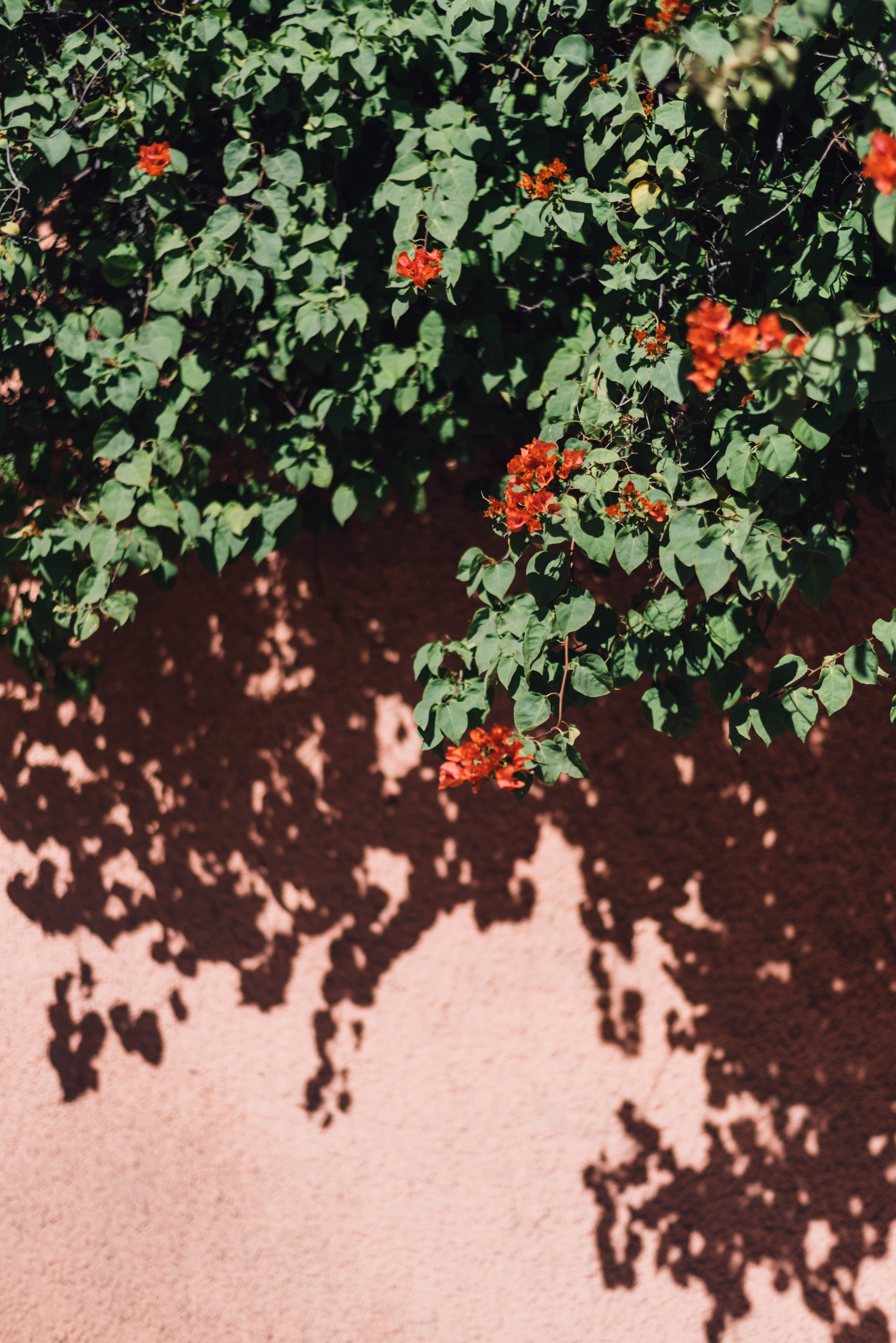 no people, freshness, pottery, beauty in nature, morocco, blossom, marrakech, flower, flowering plant, leaf, day, potted plant, rug, art, plant part, selective focus, Phone HD Wallpaper