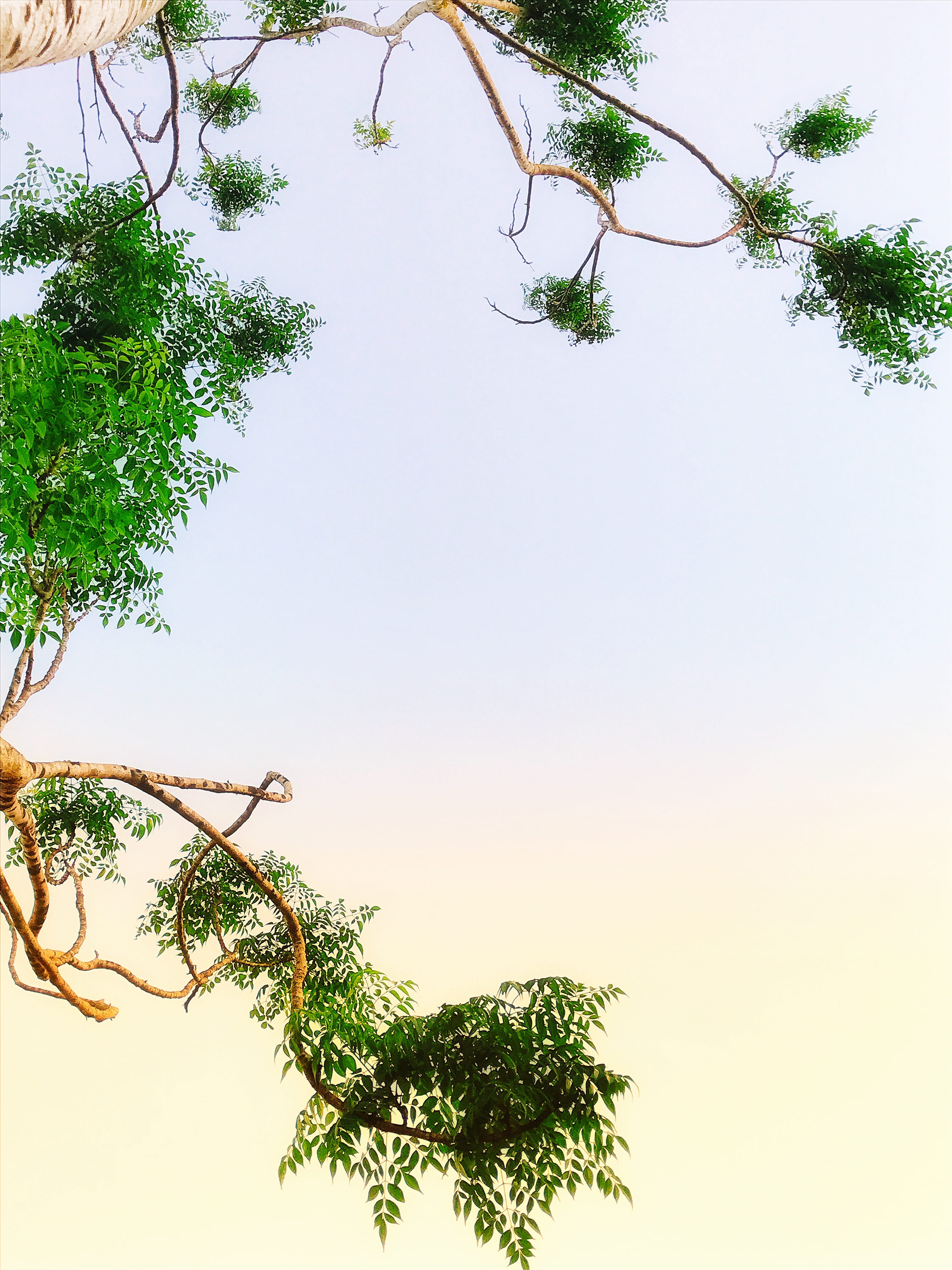 growth, trunk, sky, low angle view, tree, clear sky, food, potted plant, green, pottery, green color, tower, plant part, tranquility, fruit, building, architecture, Phone HD Wallpaper