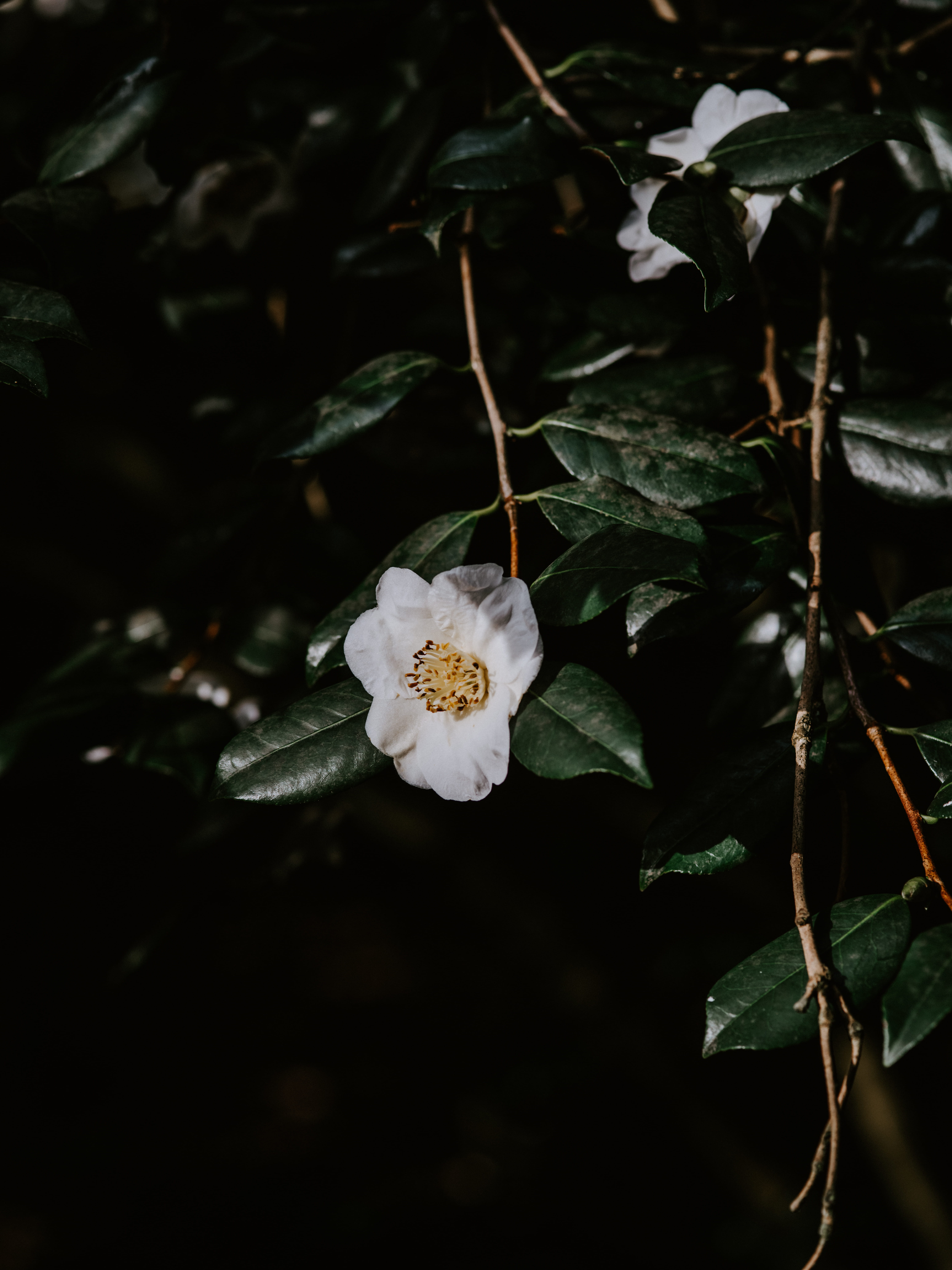 photography, selective, hibiscus, pottery, handrail, vulnerability, potted plant, leaf, pollen, tree trunk, 8K, jar, banister, flowering plant, beauty in nature, Phone HD Wallpaper