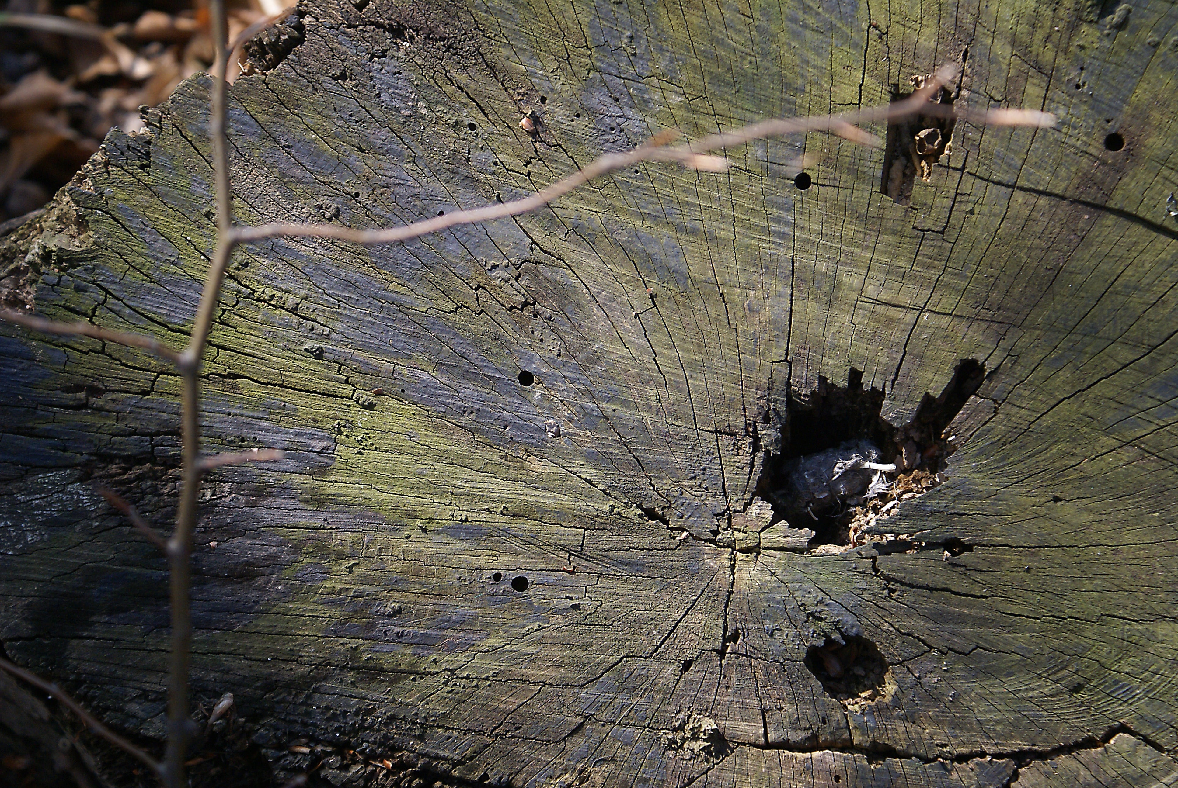 animal wildlife, one animal, young, gray, sprig, old, animal, cracks, próchniejący stock, tree, hole, lying in stock, jars trunk, animals in the wild, wood - material, HD Wallpaper