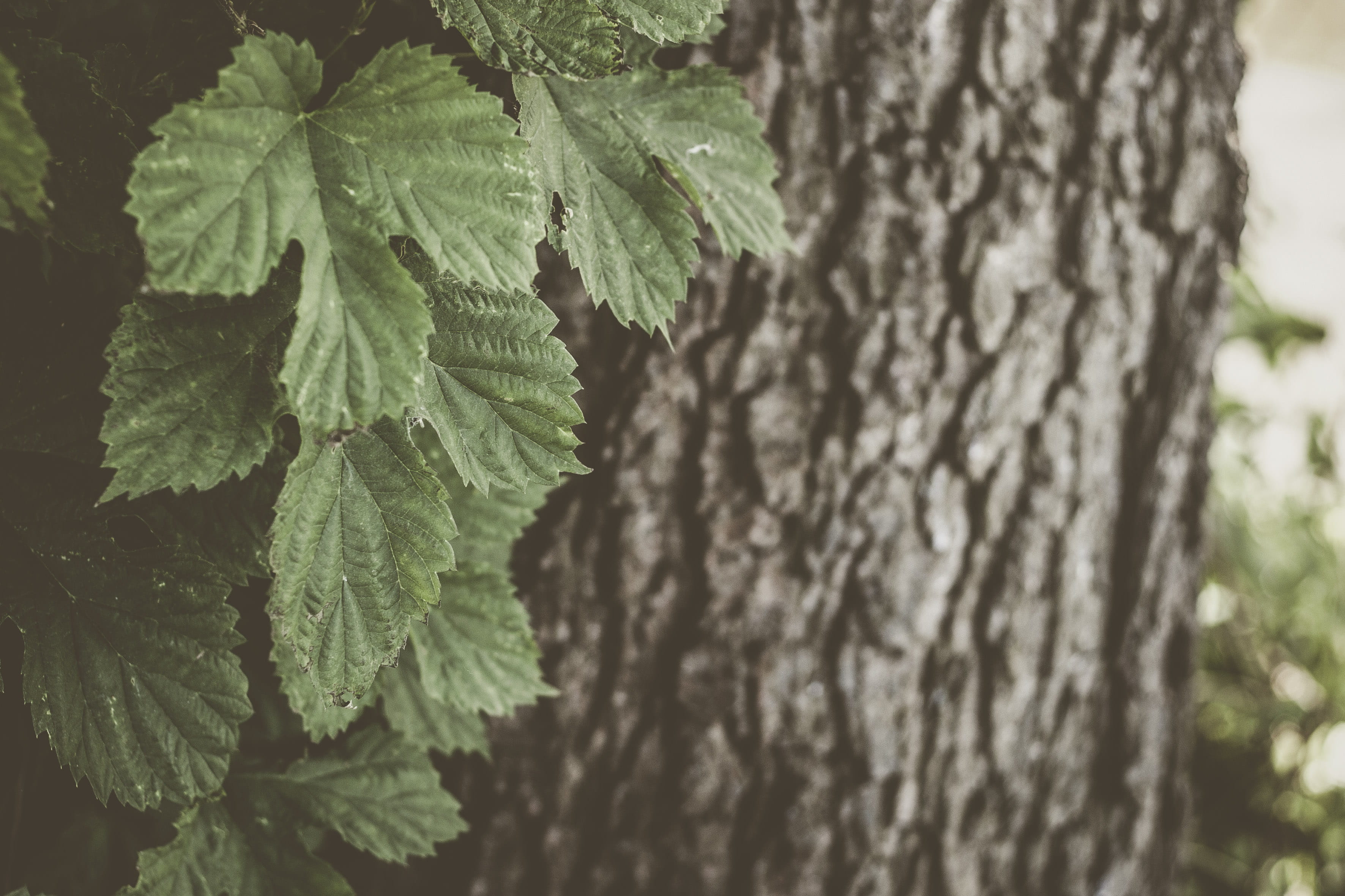 textured, tree trunk, close-up, annonaceae, pattern, tranquility, no people, jar, geranium, flower, herbs, 2K, fern, green, herbal, trunk, outdoors, leafed, HD Wallpaper