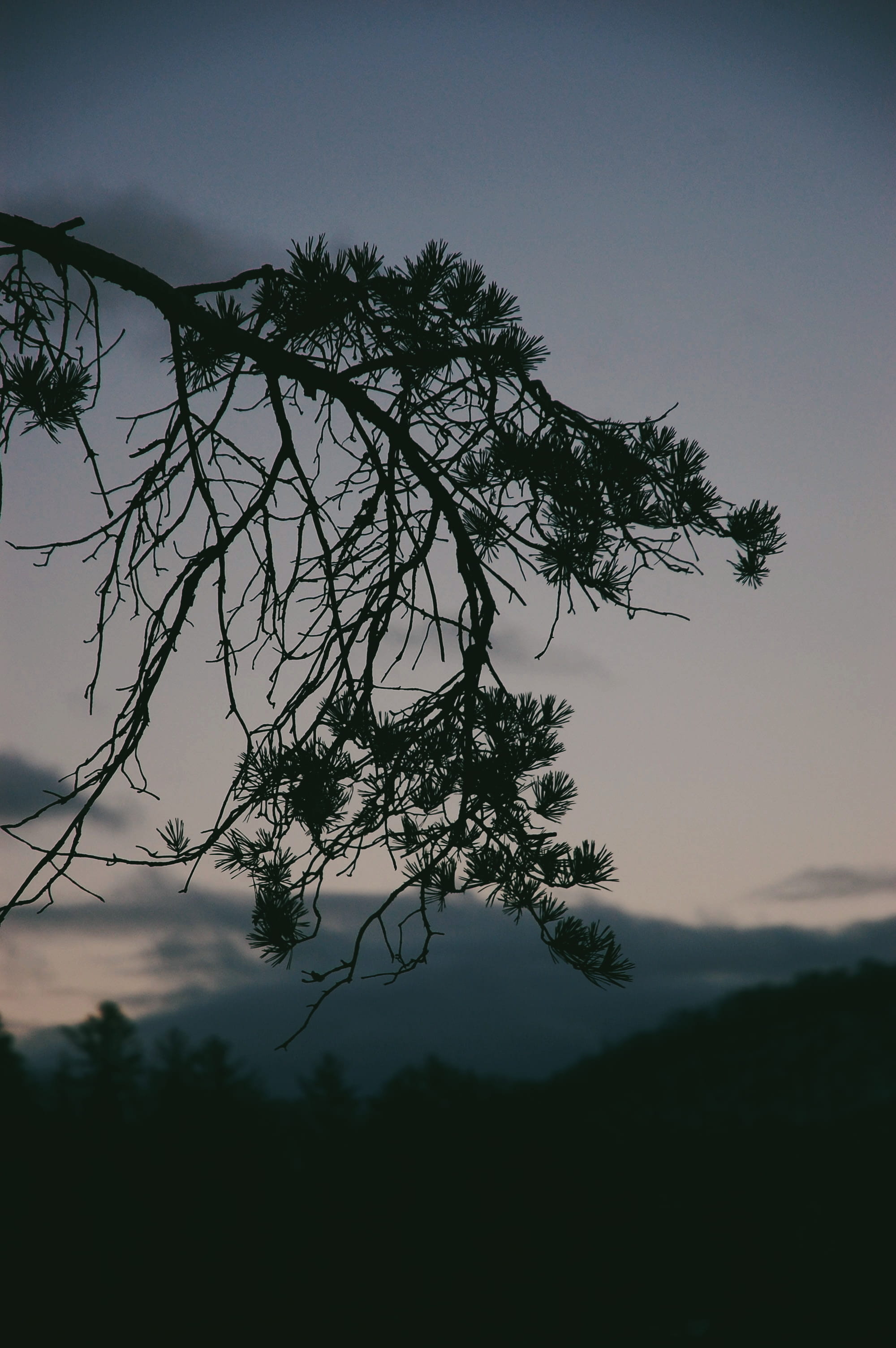 outdoors, 2K, tranquil scene, idyllic, tree trunk, outer space, trees, tree, branch, pine, sky, dusk, no people, growth, cloud - sky, fir, larch, night, Phone HD Wallpaper