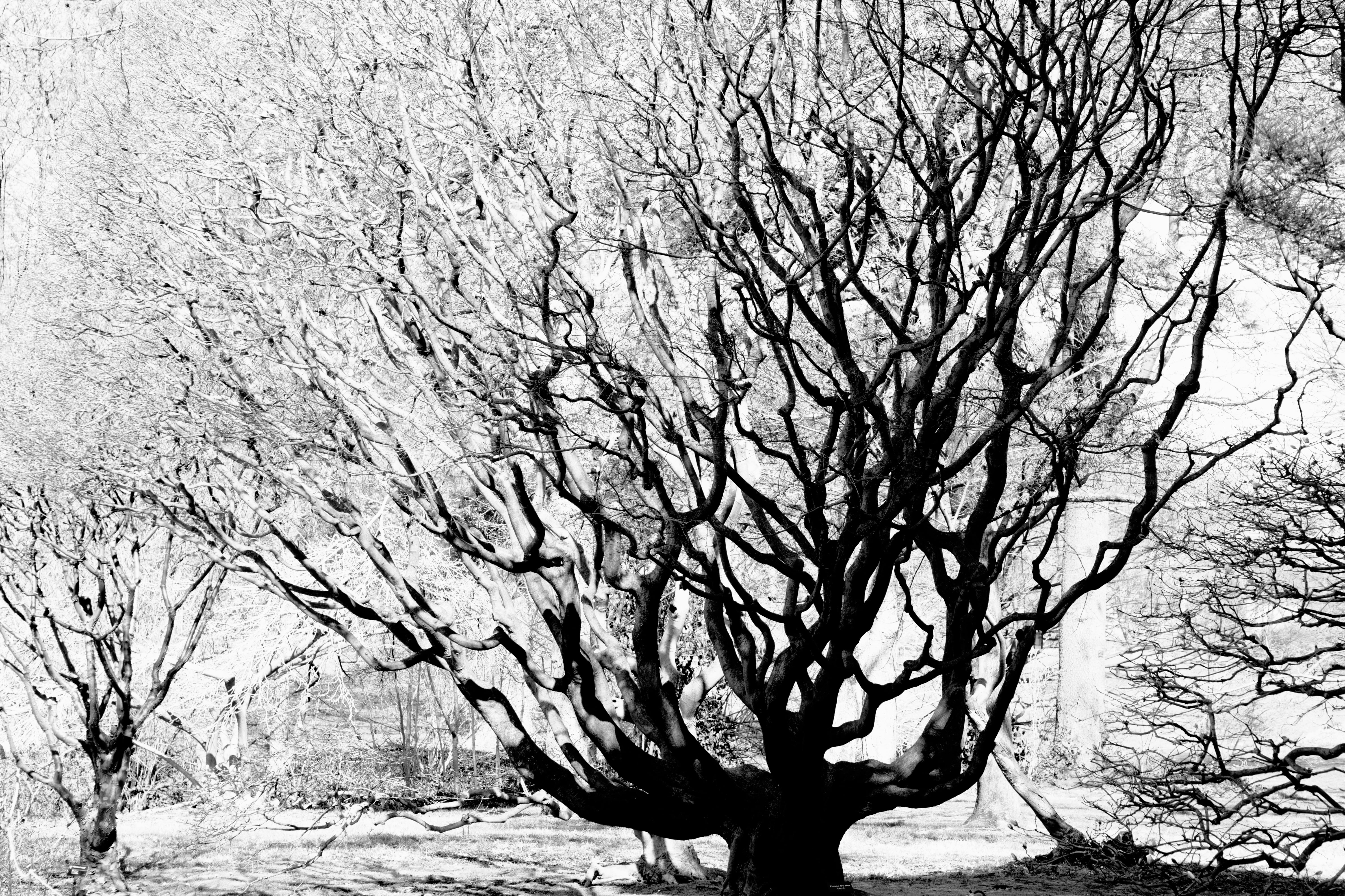 pottery, sky, frost, bench, bare tree, scenics - nature, trunk, sycamore, nature, tree trunk, leaf, snow, outdoors, no people, tree, day, branch, annonaceae, HD Wallpaper