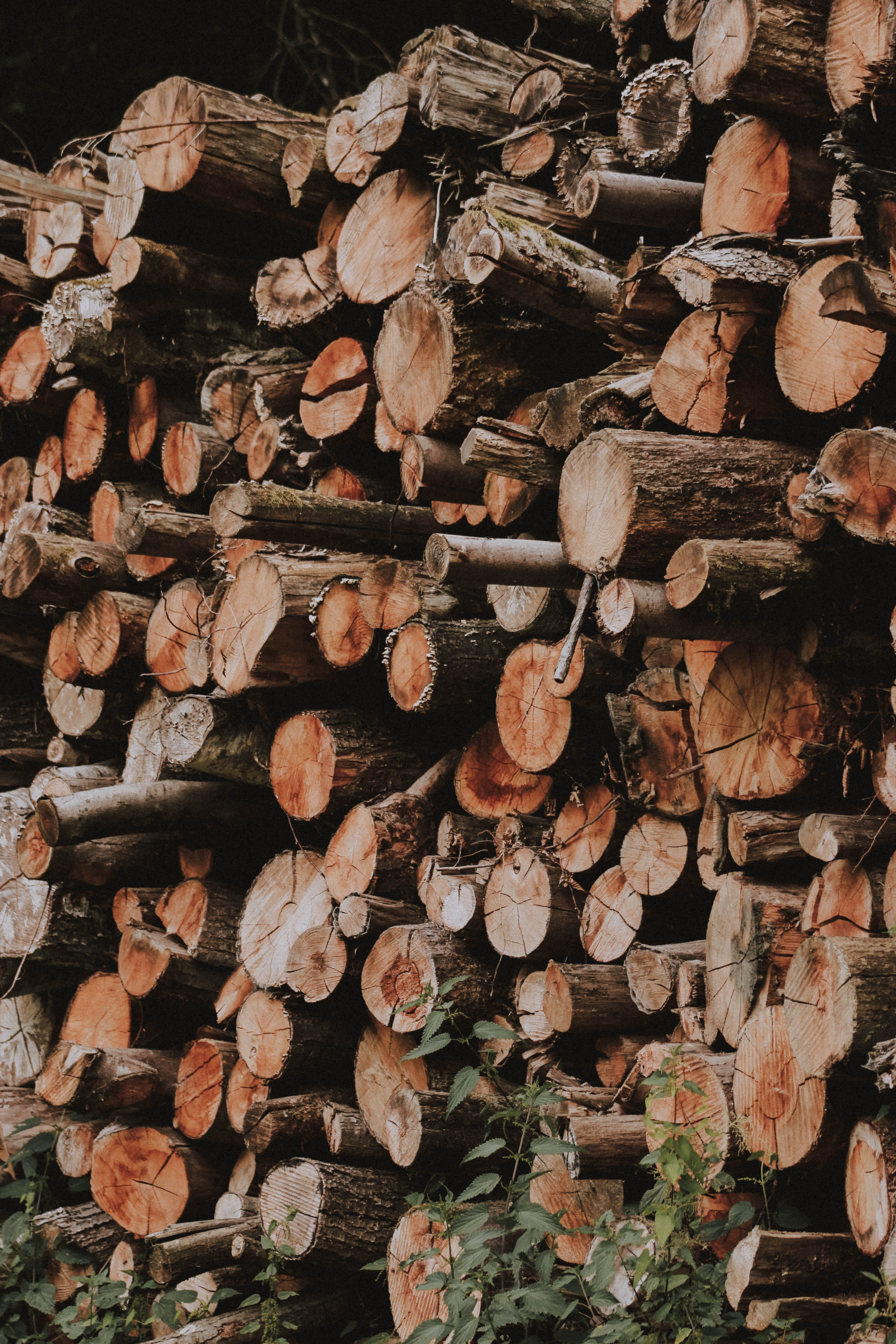 log, fuel and power generation, lot, potted plant, wood - material, lumber, large group of objects, stacked, woodpile, forest, 5K, ivy, firewood, jar, Phone HD Wallpaper