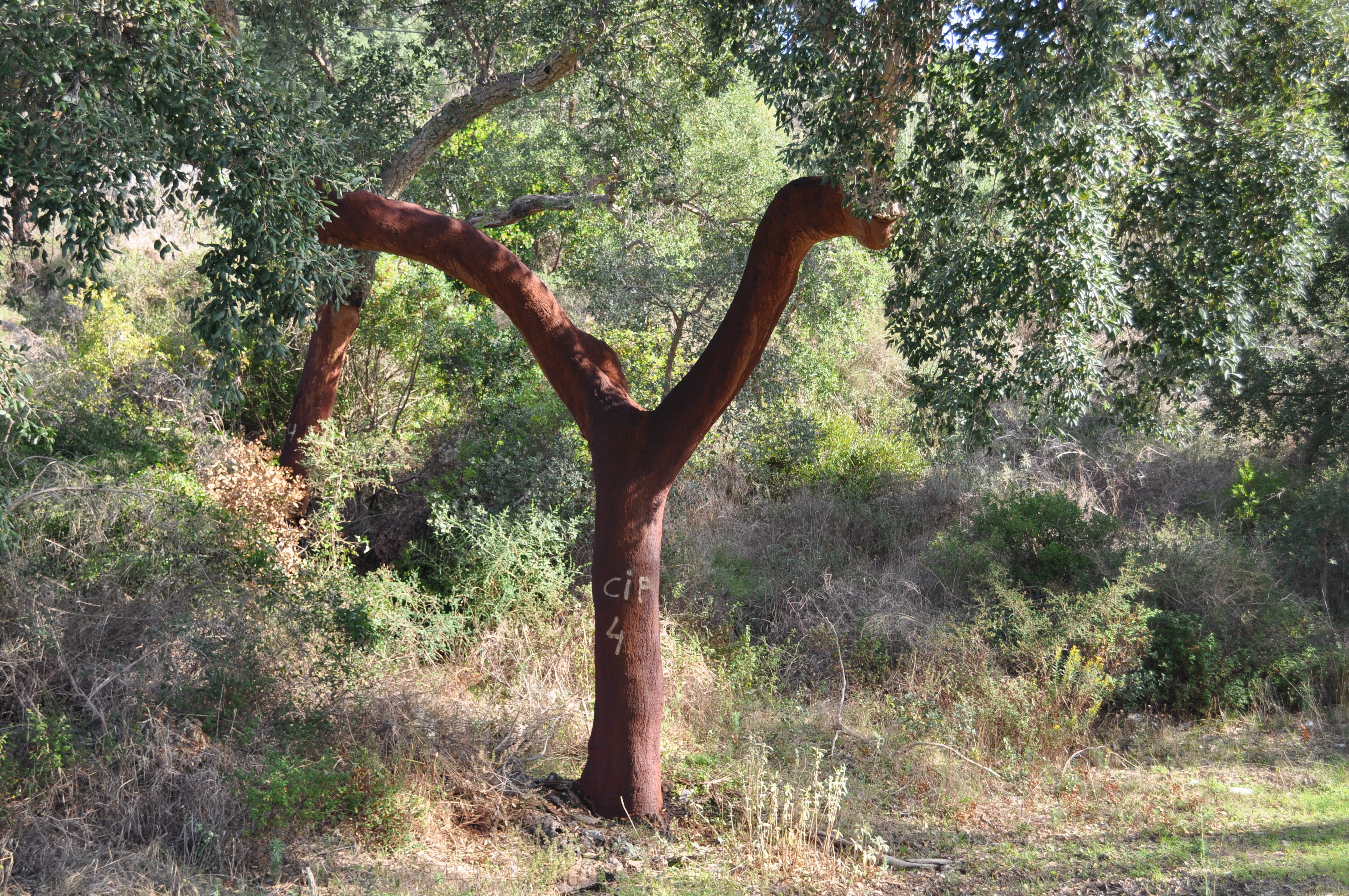 cork board, shed bark, cork, grass, trunk, log, outdoors, cork oak, no people, tranquility, tranquil scene, growth, nature, sunlight, land, non-urban scene, HD Wallpaper