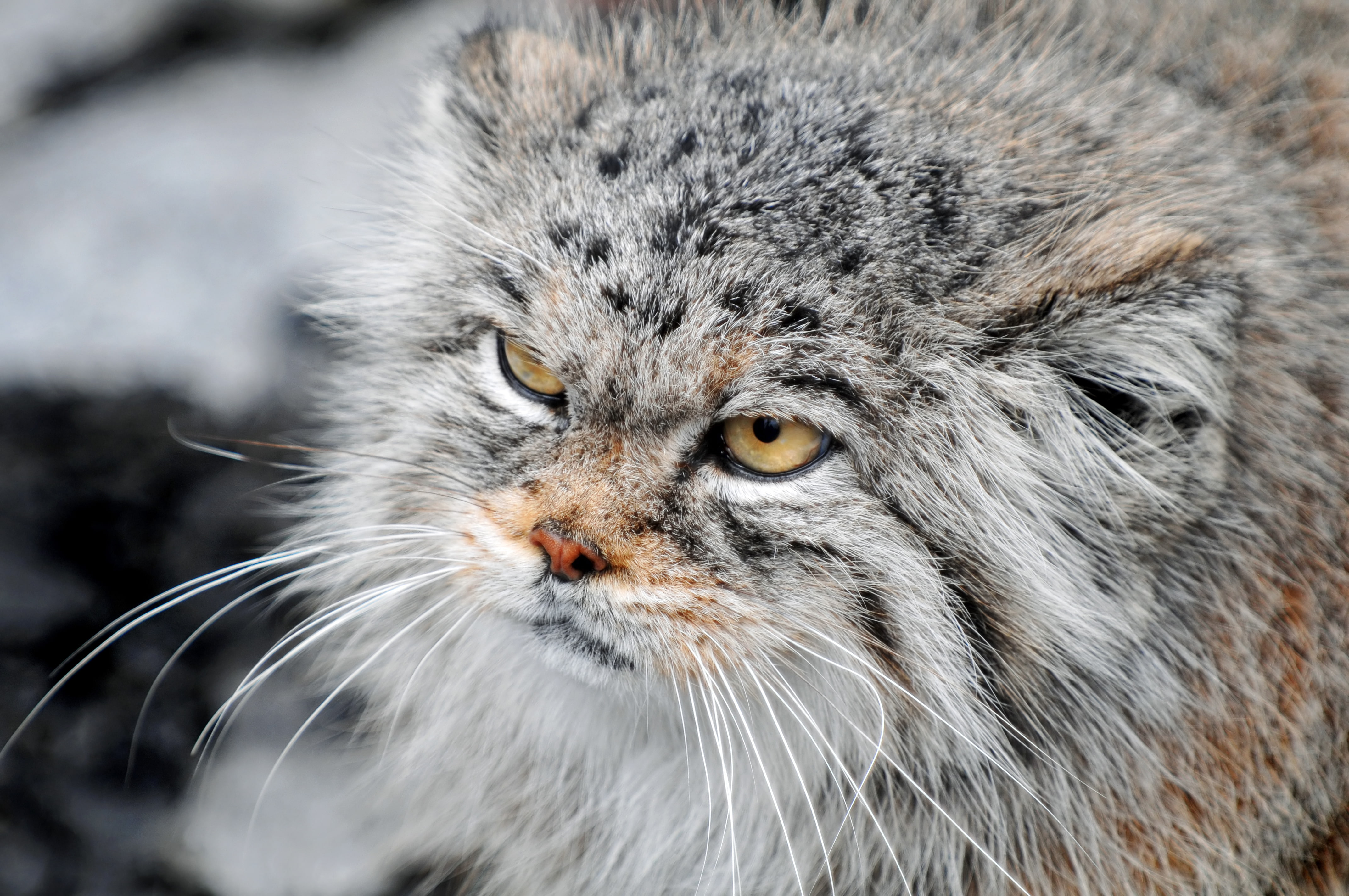 outdoors, mammal, focus on foreground, staring, domestic Cat, animal, hair, one Animal, yellow eyes, look, maine coon cat, white, fur, large, harsh, gray, HD Wallpaper