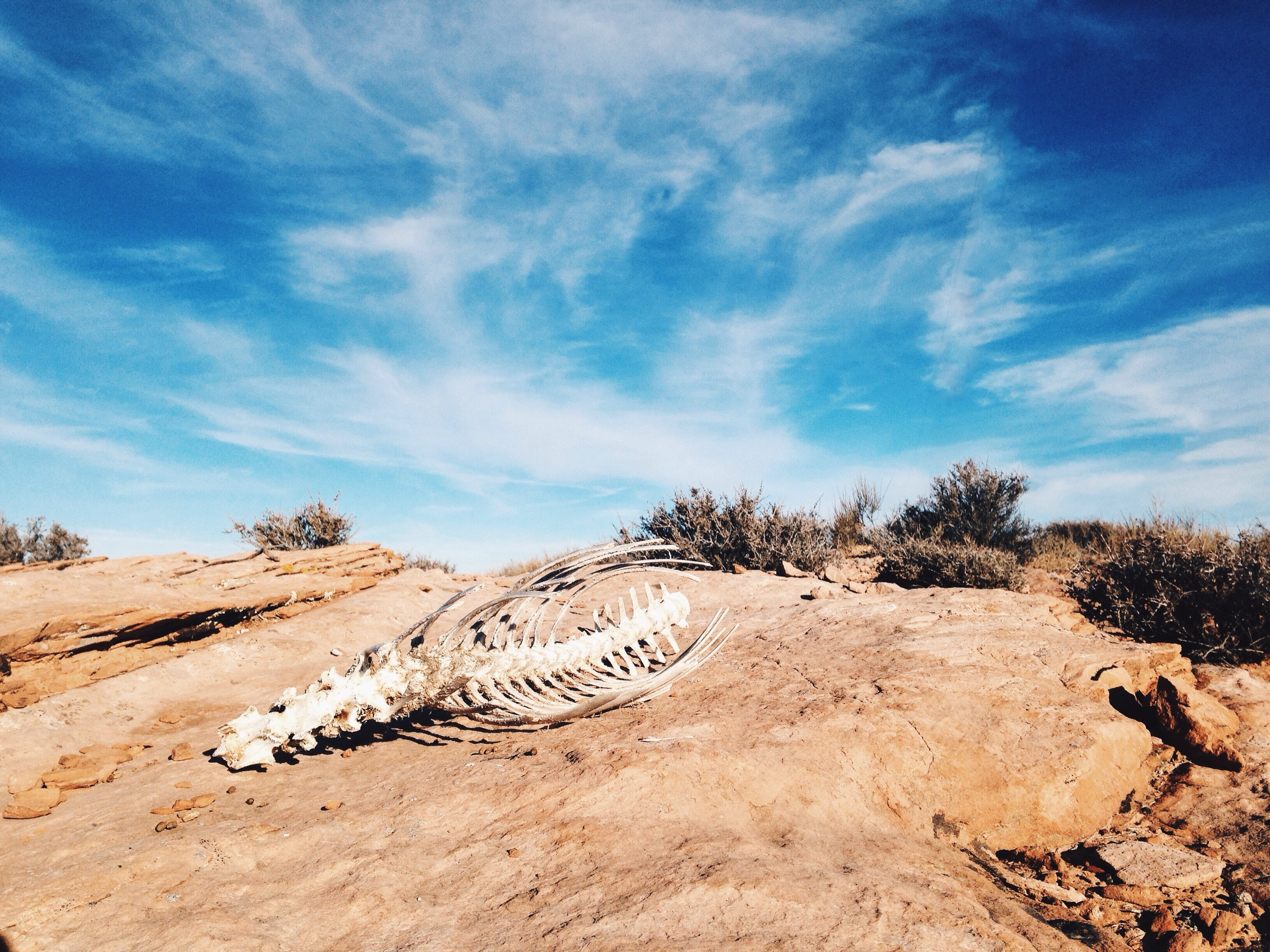 skeleton, dry, harsh, desert landscape, day, scenics - nature, outdoors, nature, sunlight, animal themes, daytime, land, animals in the wild, environment, HD Wallpaper