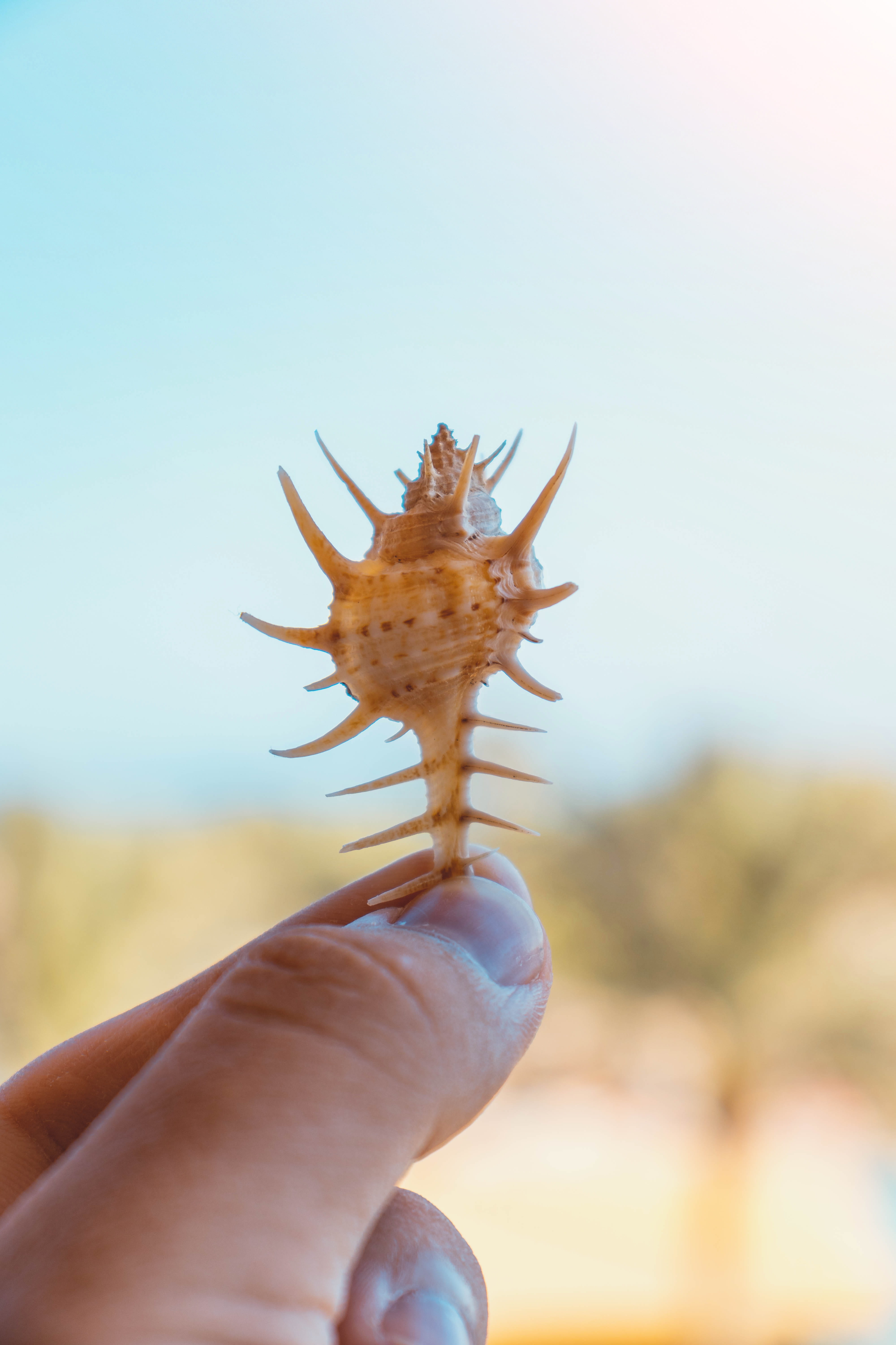 exotic, human hand, lifestyles, peaked, wildlife, sea, marine, human finger, sky, hold, focus on foreground, 5K, close-up, hand, shell, white, sharp, vacation, Phone HD Wallpaper