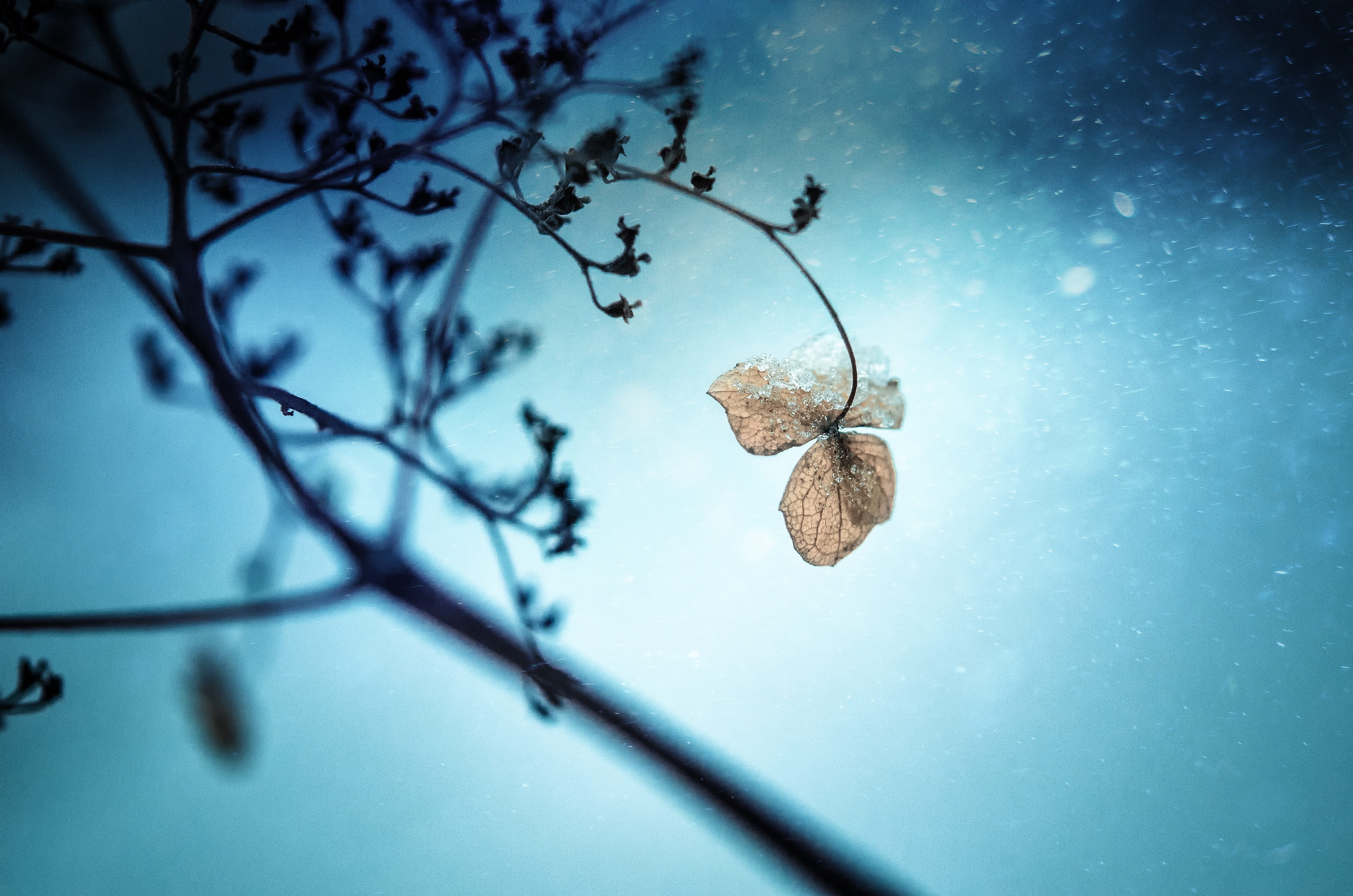Plant, season, leaf, underwater, fragility, close, snowfall, ice, natural, outdoor, flora, growth, snowflake, photography, macro, temperature, landscape, HD Wallpaper