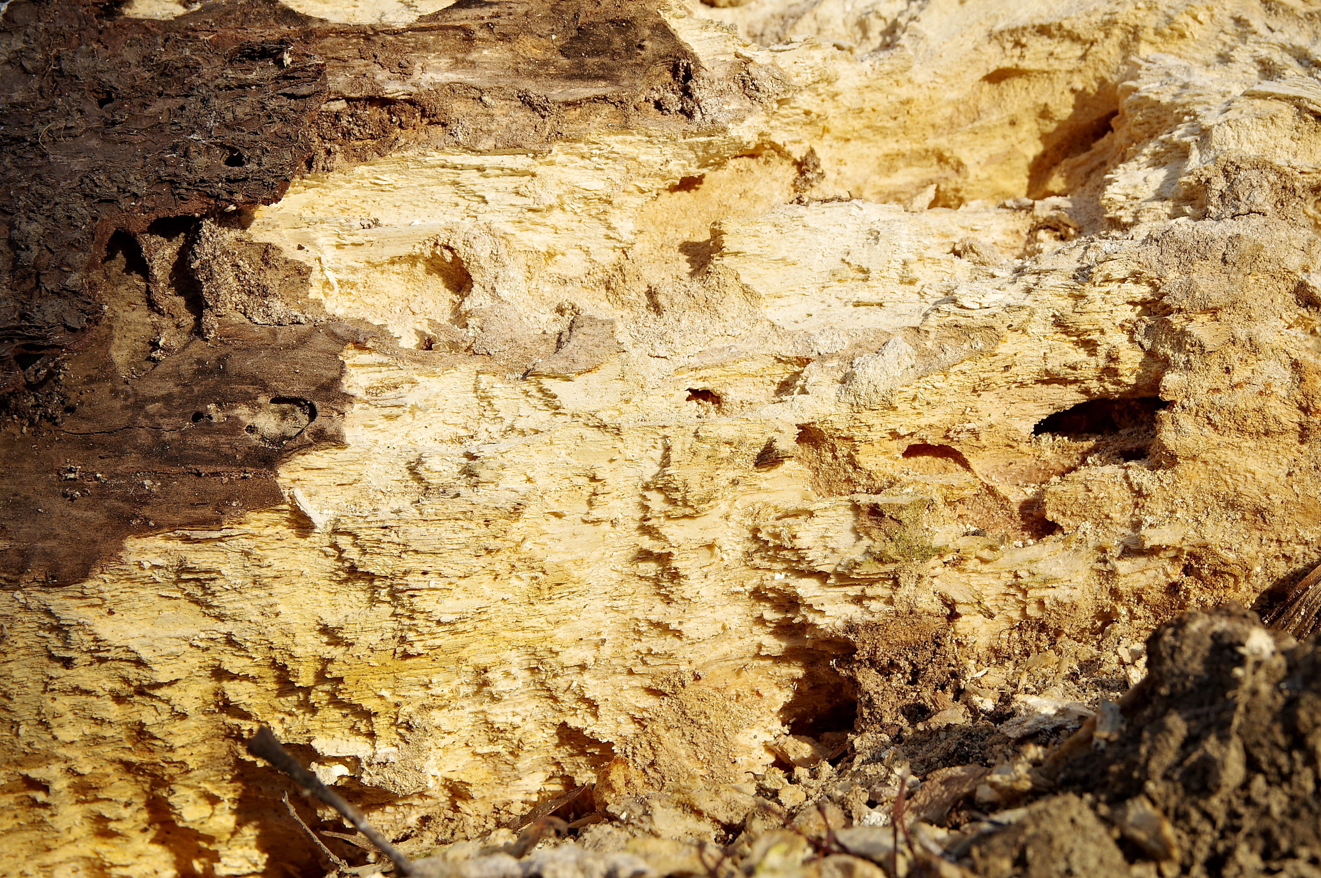 close-up, texture, nature, touchwood, solid, full frame, the texture of the wood, tree, bark, harsh, no people, outdoors, stone, model, rough, the structure of the, HD Wallpaper