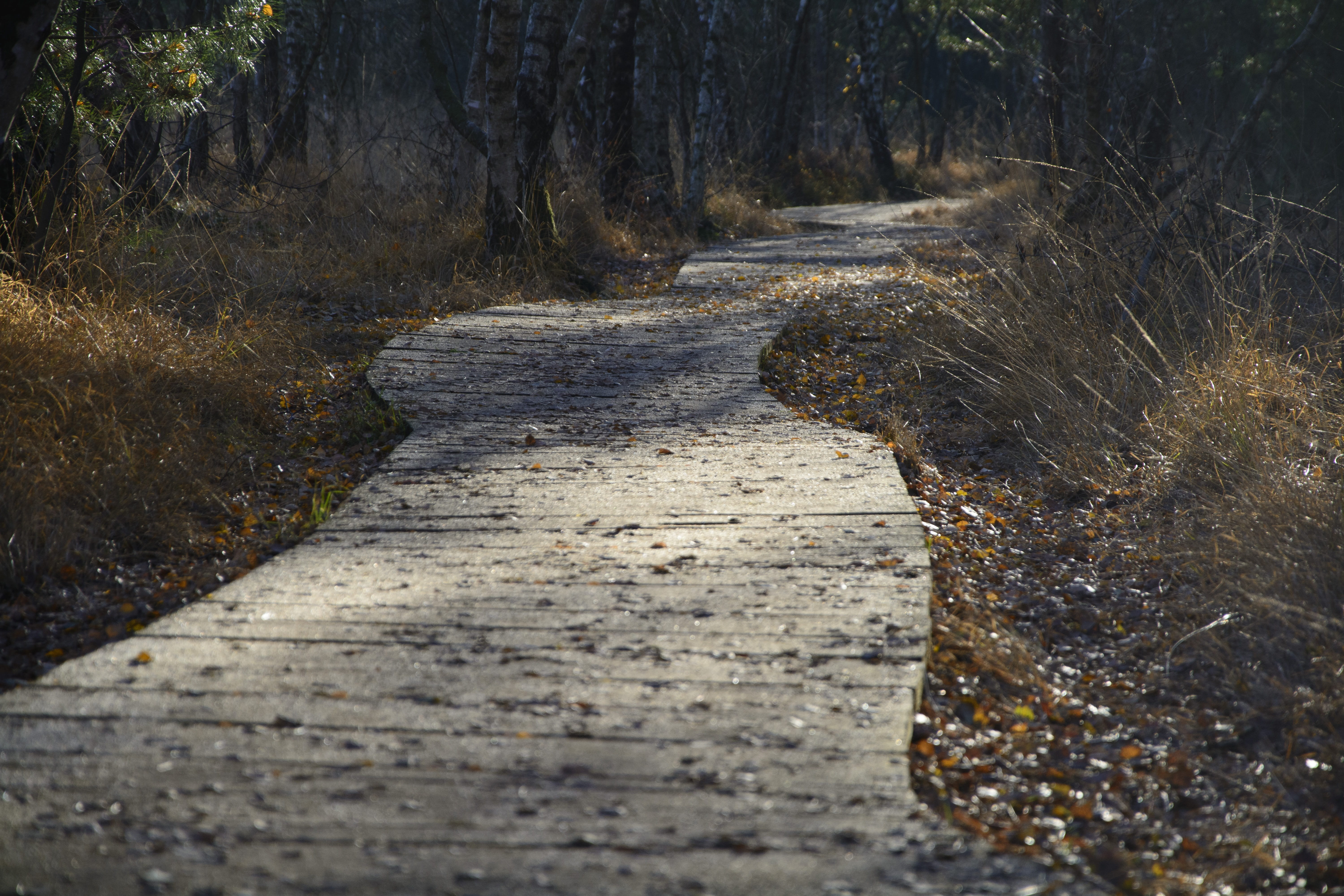 5K, rest, idyllic, diminishing perspective, bohlen, path, landscape, trunk, growth, tranquil scene, tree, sunlight, wooden planks, alone, atmospheric, HD Wallpaper