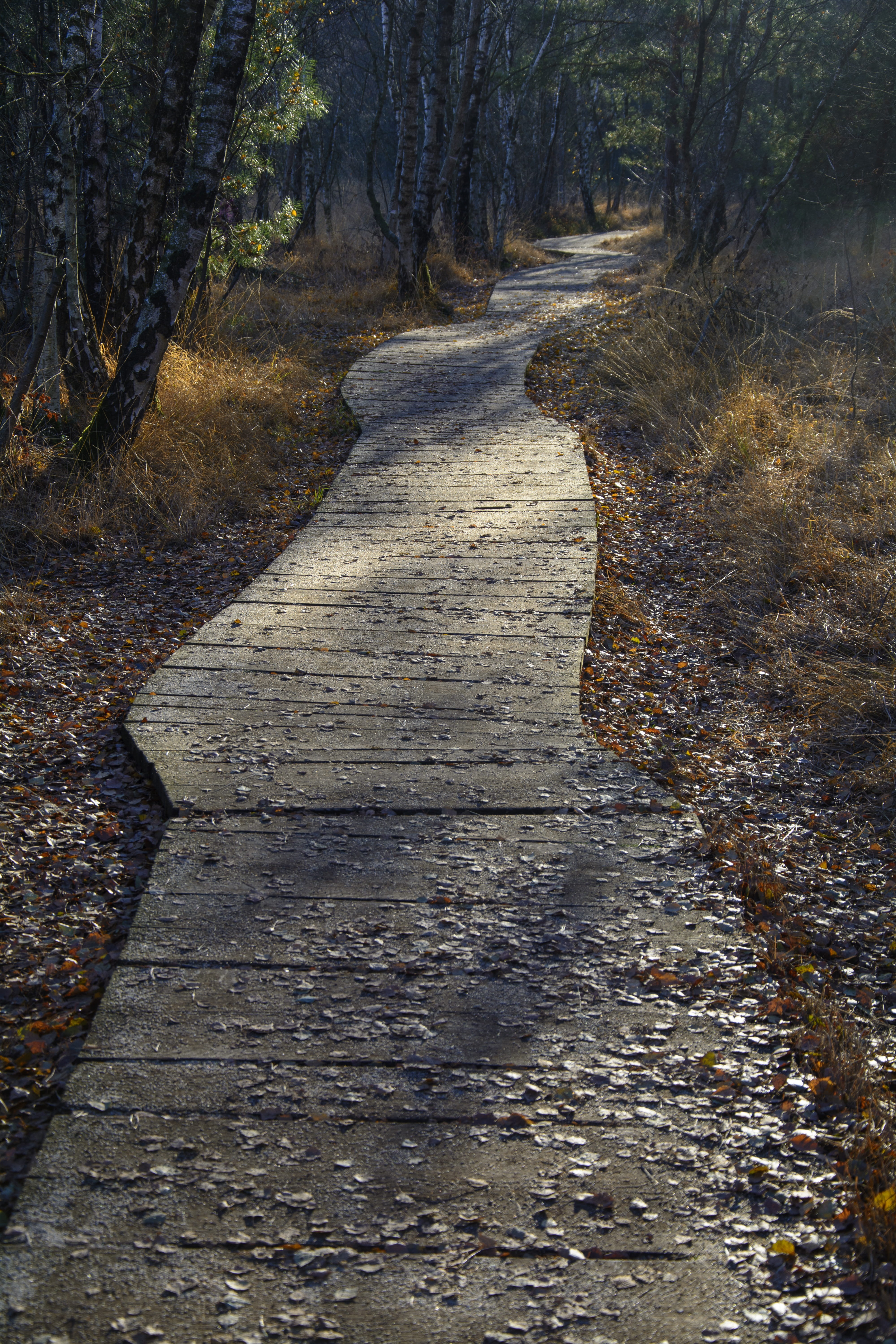 day, outdoors, away, hiking, road, mystical, woodland, no people, long, boardwalk, walk, dirt, hike, lonely, path, mood, tree, trail, trees, tranquility, Phone HD Wallpaper