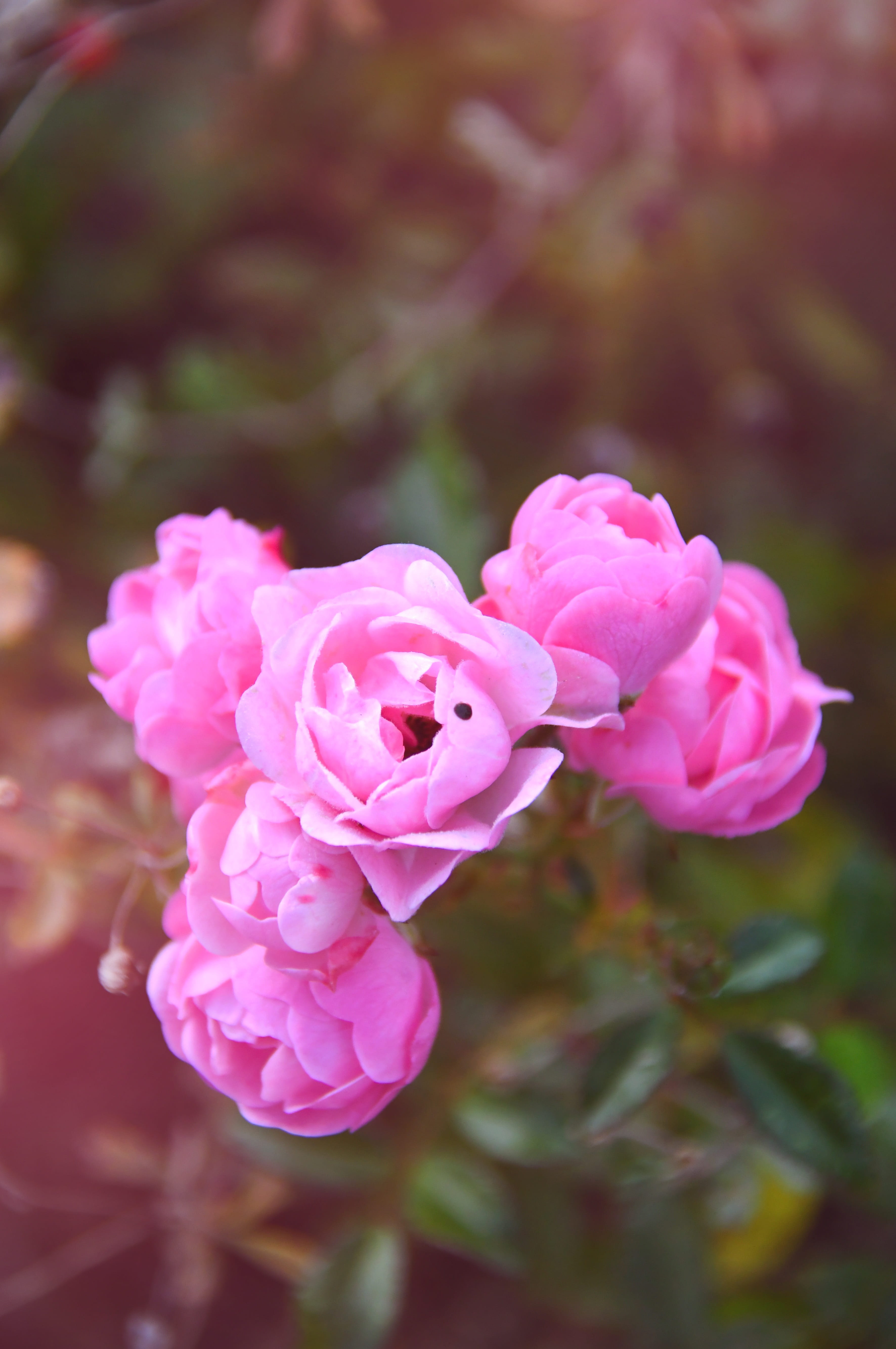 autumn rose, autumn, 5K, no people, flower head, rose, beauty in nature, close-up, bush, rose - flower, romance, flower, pink color, pink, romantic, vulnerability, Phone HD Wallpaper