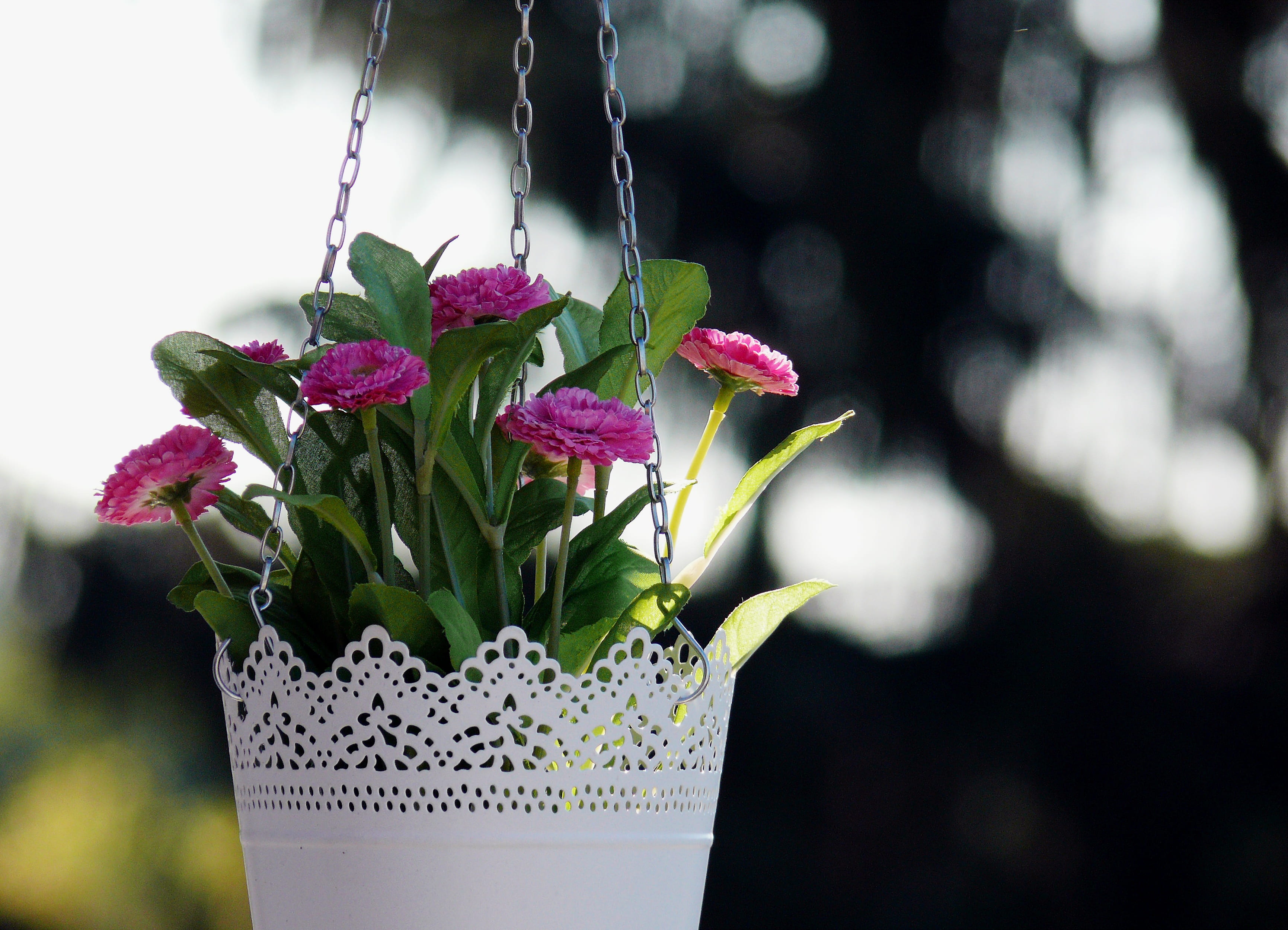 leaf, beauty in nature, focus on foreground, flowerpot, bunch of flowers, flower head, vulnerability, freshness, flower, flowering plant, pink, garden, HD Wallpaper