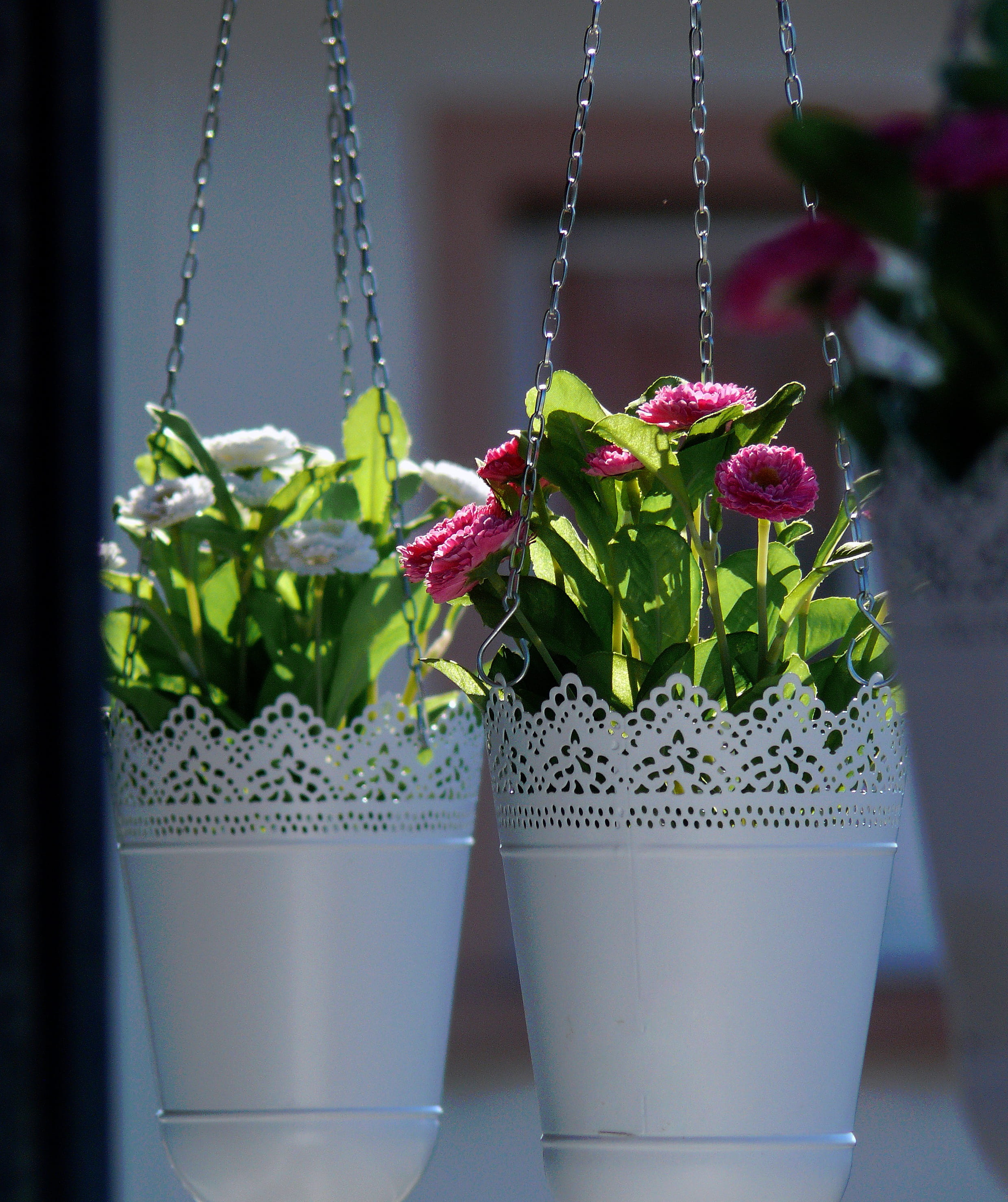 hanging, Hanging Basket, planters, flower pot, home garden, freshness, close-up, water, allotment, leaf, flowerpot, beauty in nature, focus on foreground, Phone HD Wallpaper