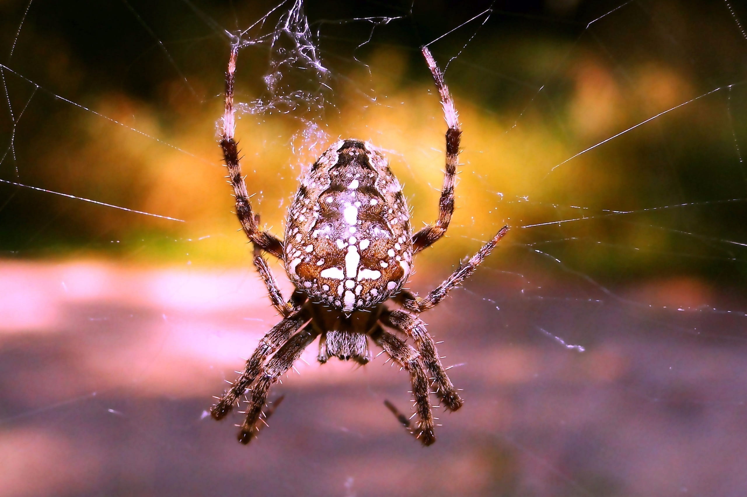 zoology, invertebrate, female, spider, animals in the wild, spiders web, one animal, the fear, at the court of, insect, 2K, animal leg, creepy, macro, HD Wallpaper