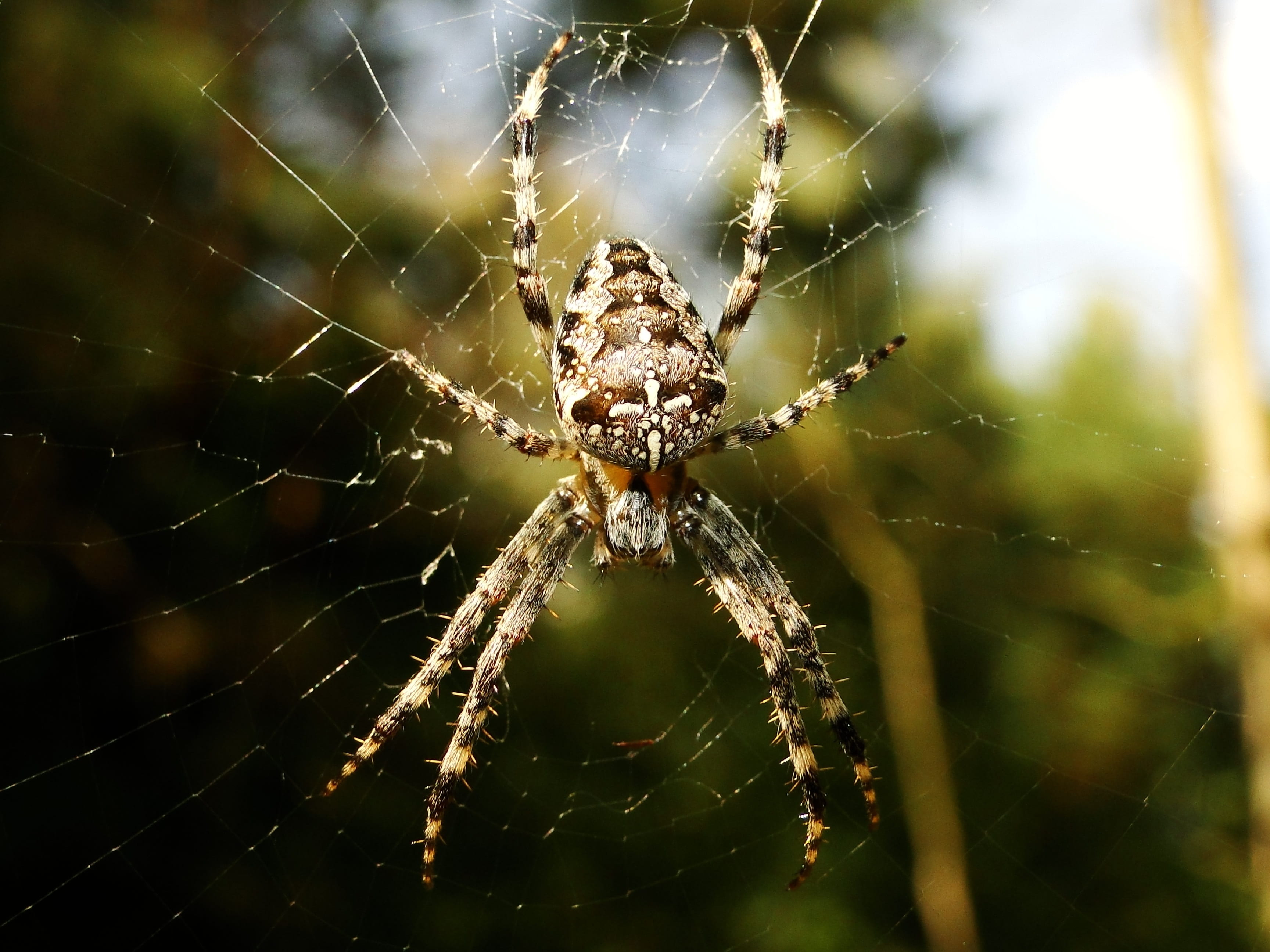 focus on foreground, nervous, spiders web, spider web, 2K, outdoors, insect, creepy, vulnerability, close-up, animal themes, fragility, invertebrates, HD Wallpaper