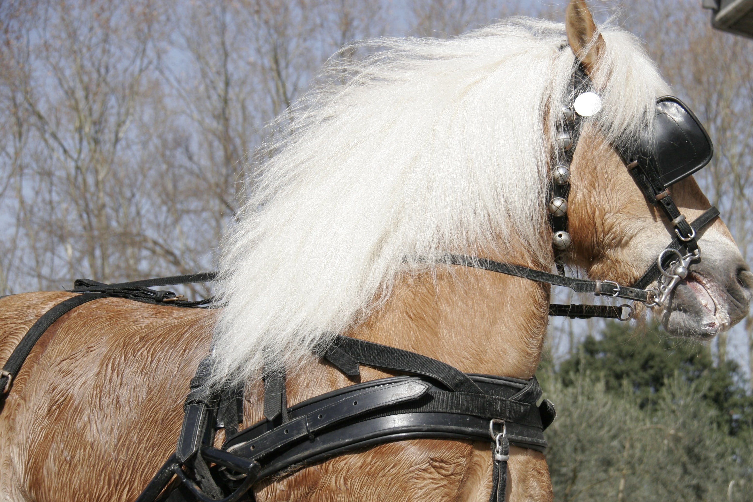 livestock, animal hair, herbivorous, white color, animal, horsehair, bridle, focus on foreground, horse, pets, mammal, vertebrate, animal wildlife, animal head, HD Wallpaper