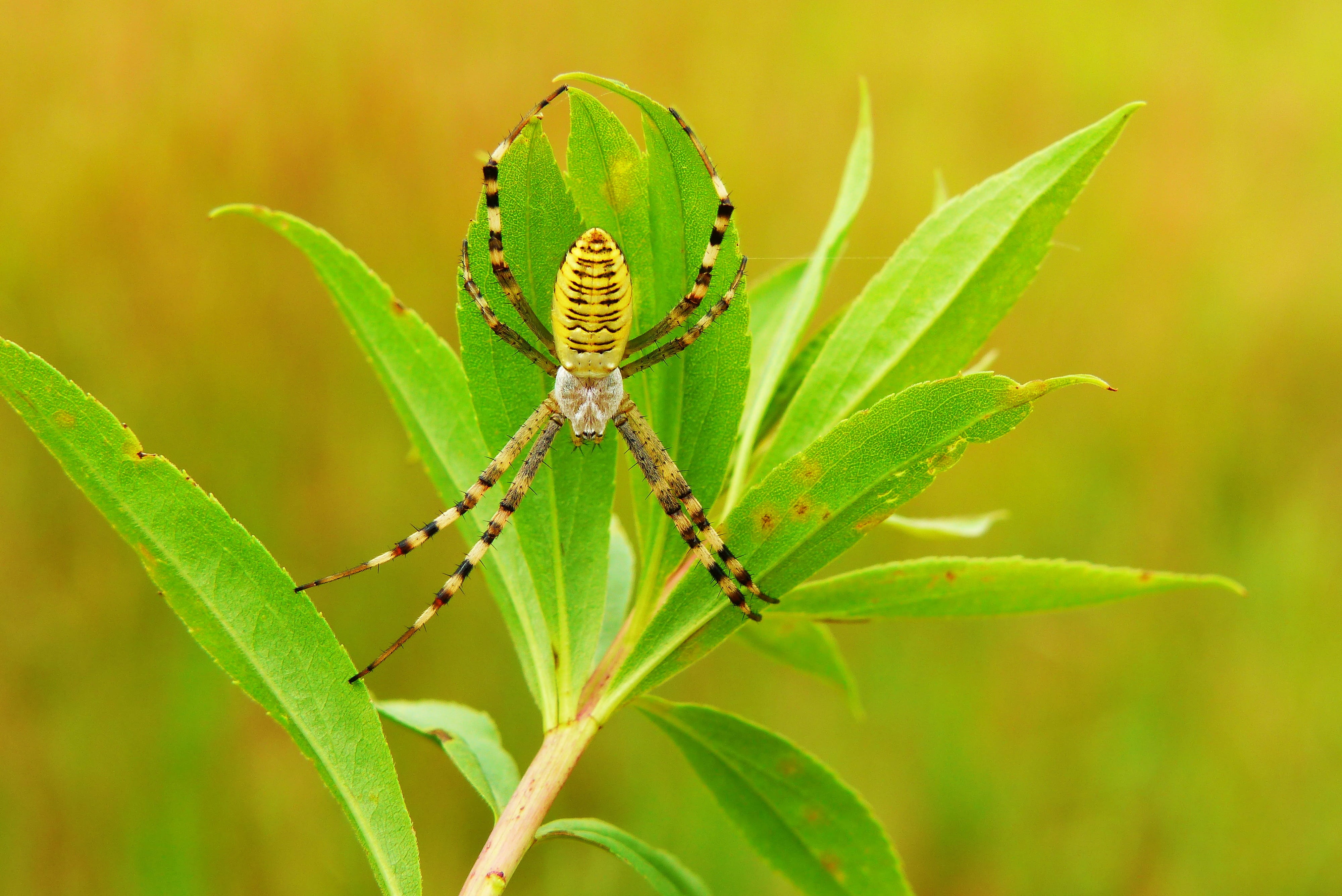 invertebrates, alive, plant part, leaf, the environment, nature, one animal, animal, color, nervous, phobia, animals, tygrzyk paskowany, insect, arachnid, HD Wallpaper