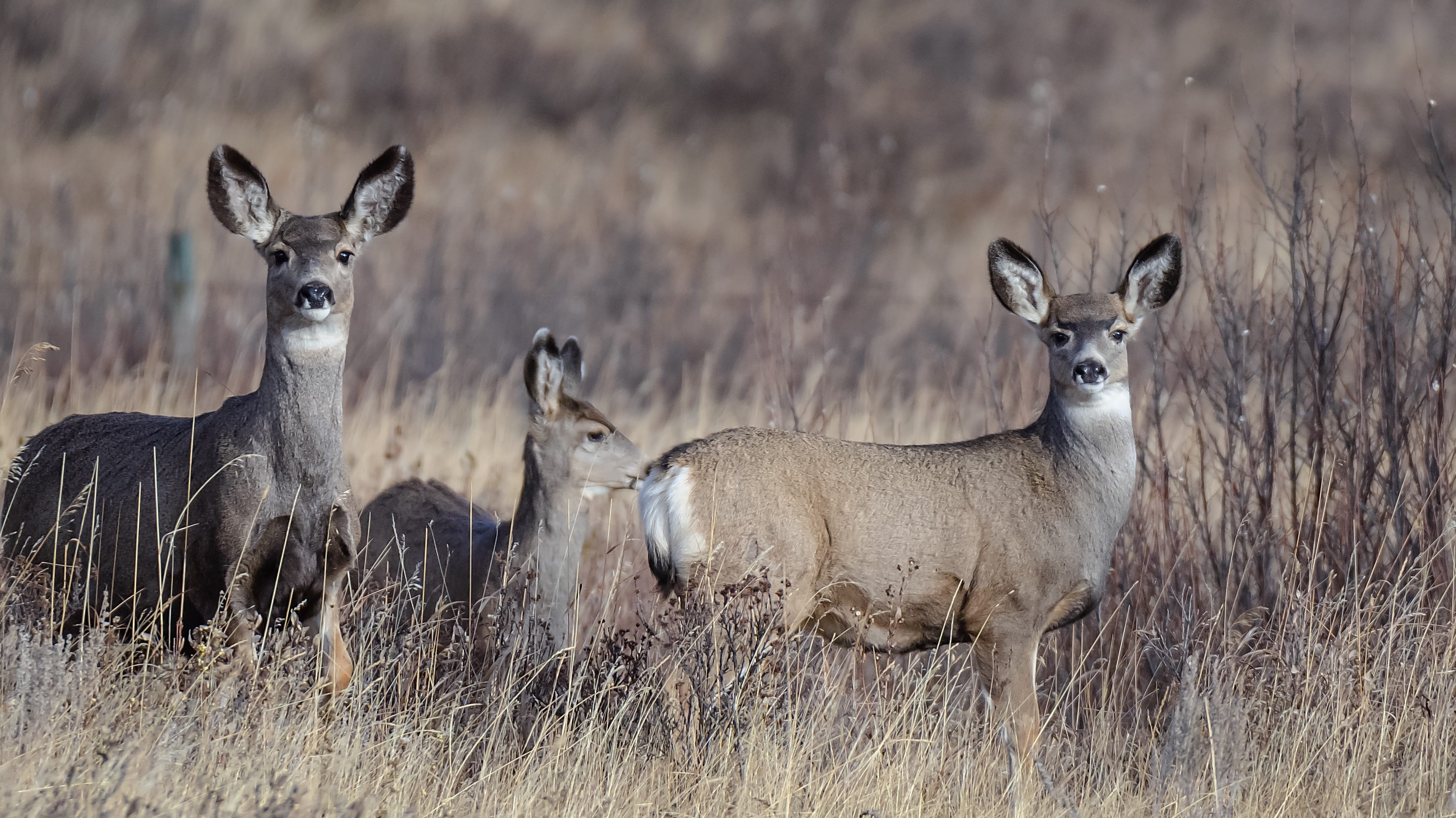 animal wildlife, group of animals, plant, ears, vertebrate, looking, day, waiting, no people, mammal, grass, nature, outdoors, wild, animals in the wild, HD Wallpaper