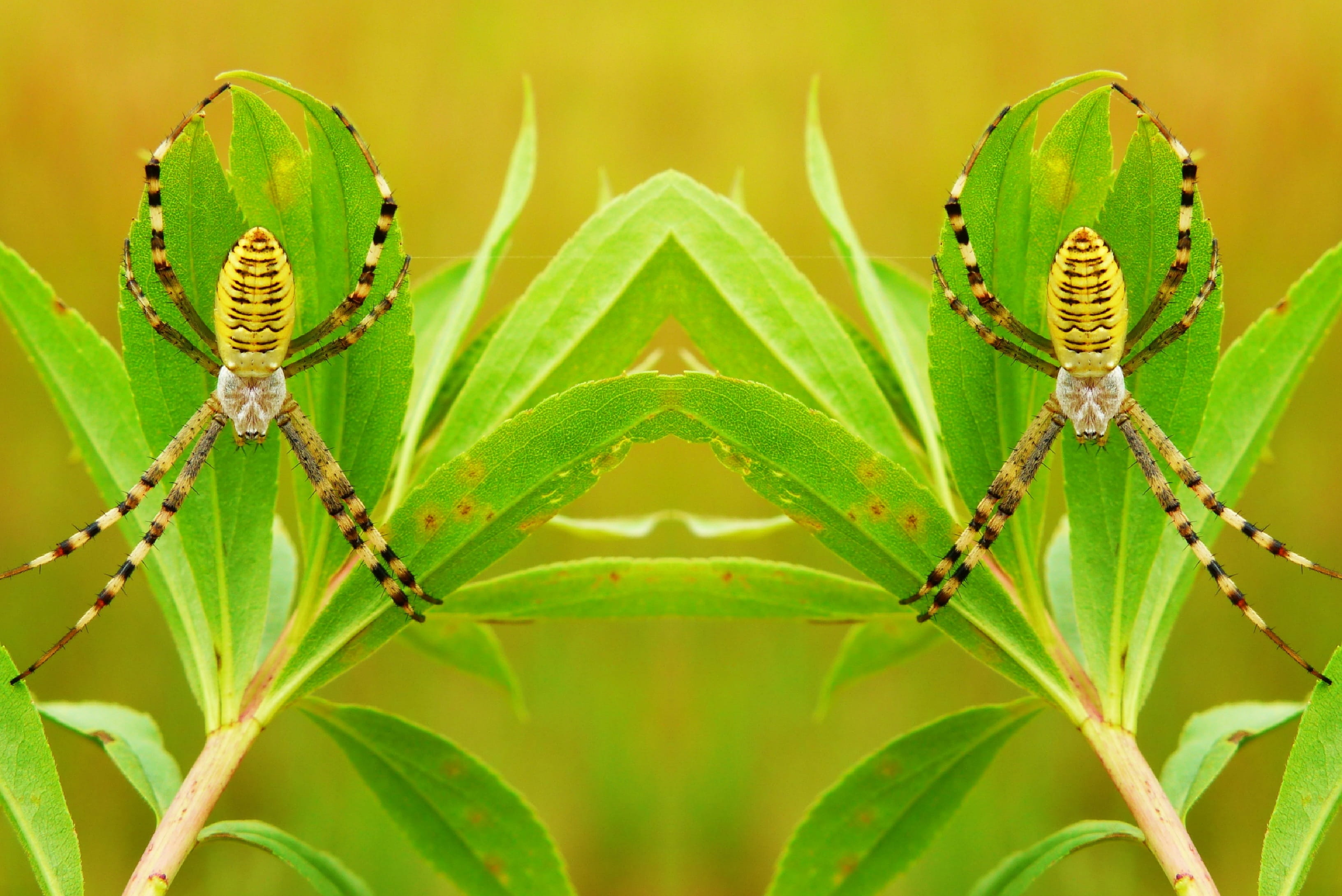 selective focus, leaf, 2K, plant, day, insect, scary, creepy, plant part, alive, invertebrates, at the court of, close-up, the environment, animal wildlife, HD Wallpaper