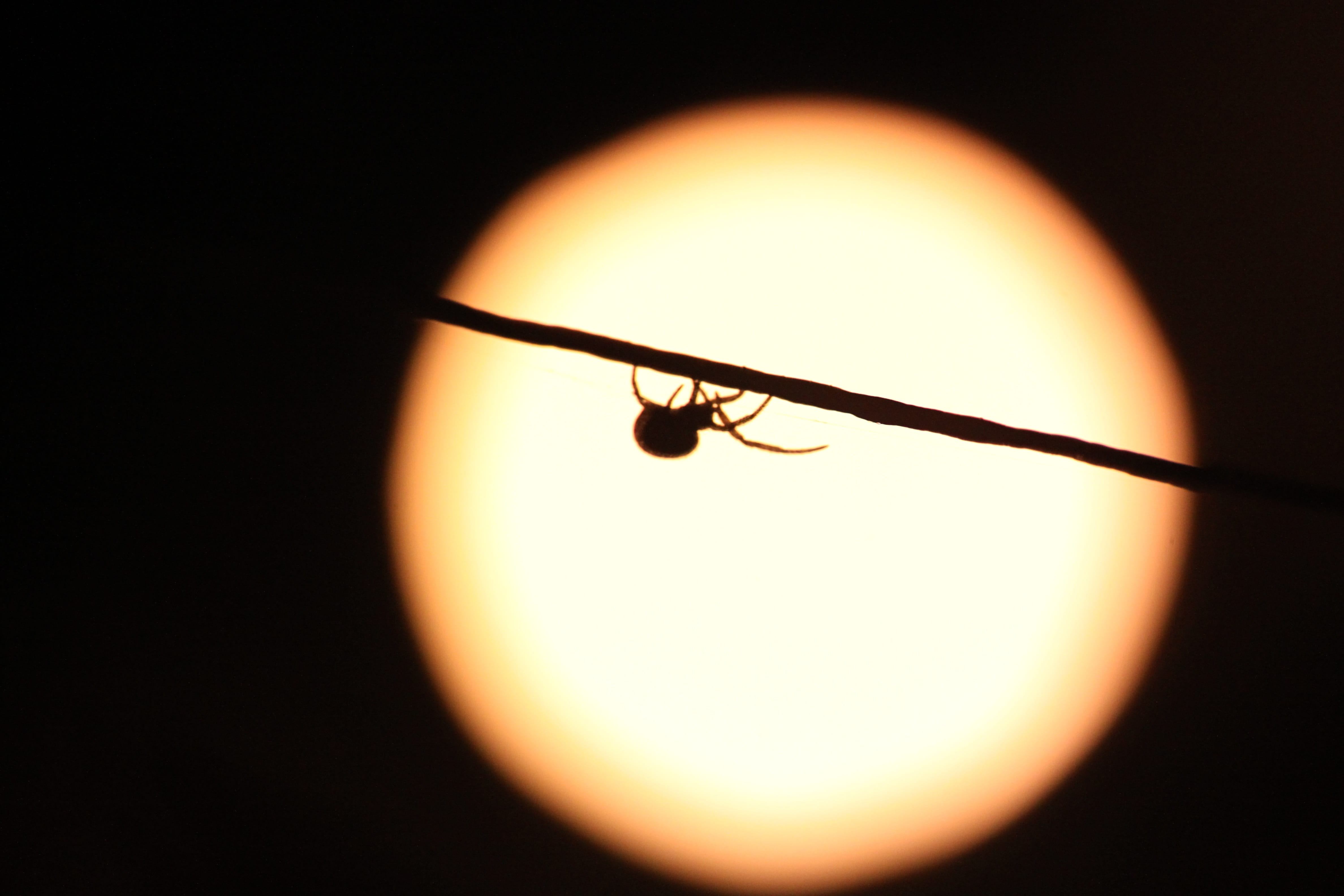 nature, phobia, black background, sky, spider, lighting equipment, silhouette, light bulb, orange color, scary, sun, animals, dark, indoors, night, single object, HD Wallpaper
